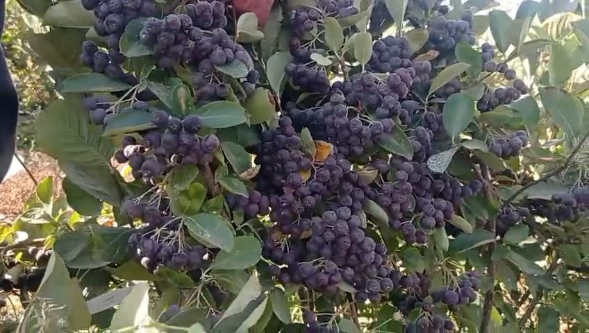 Turgutlulu çiftten Gördes'te bir ilk: Aronya bahçesi