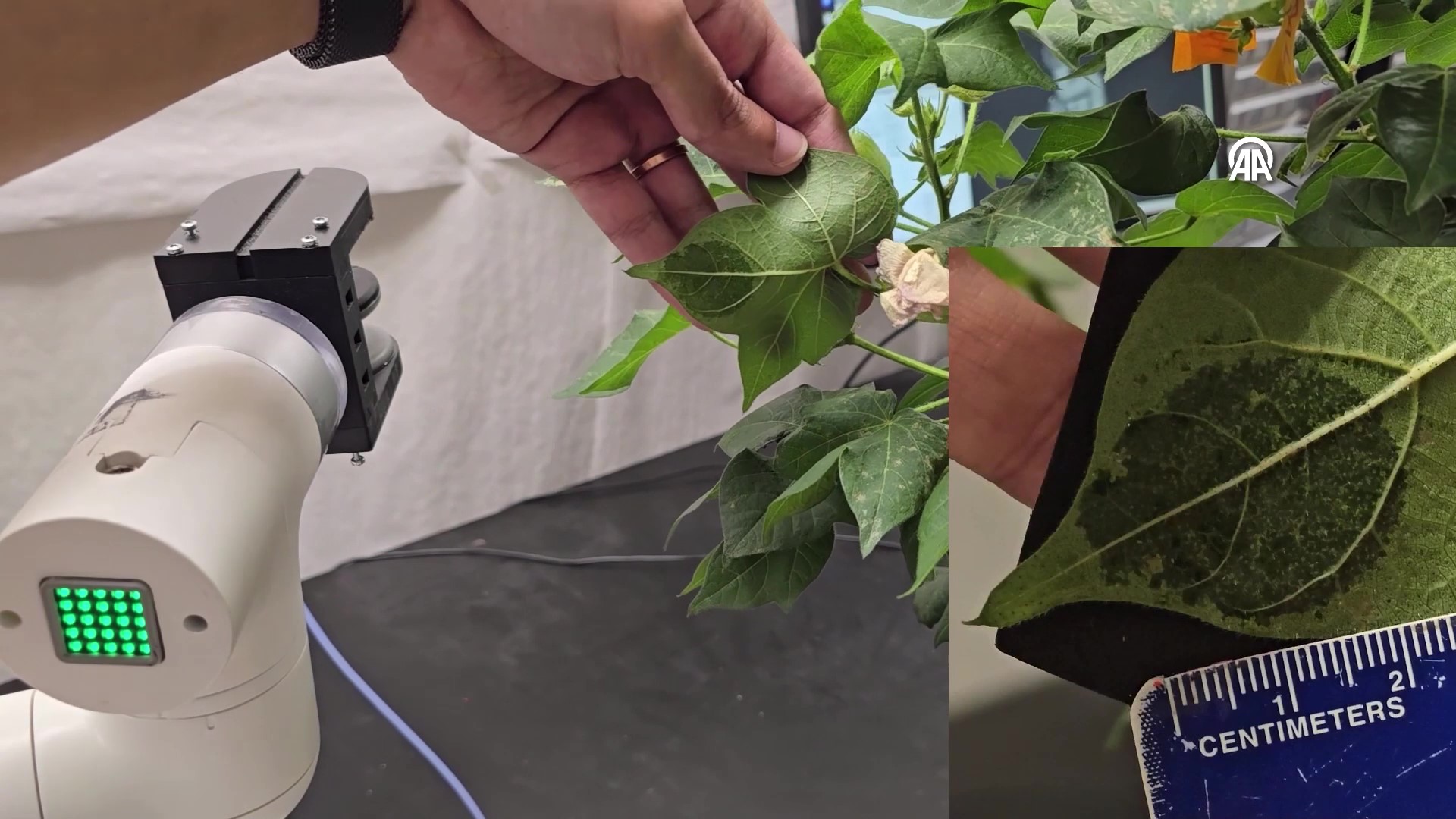Yumuşak robot bitkilere "hemşirelik" yapacak