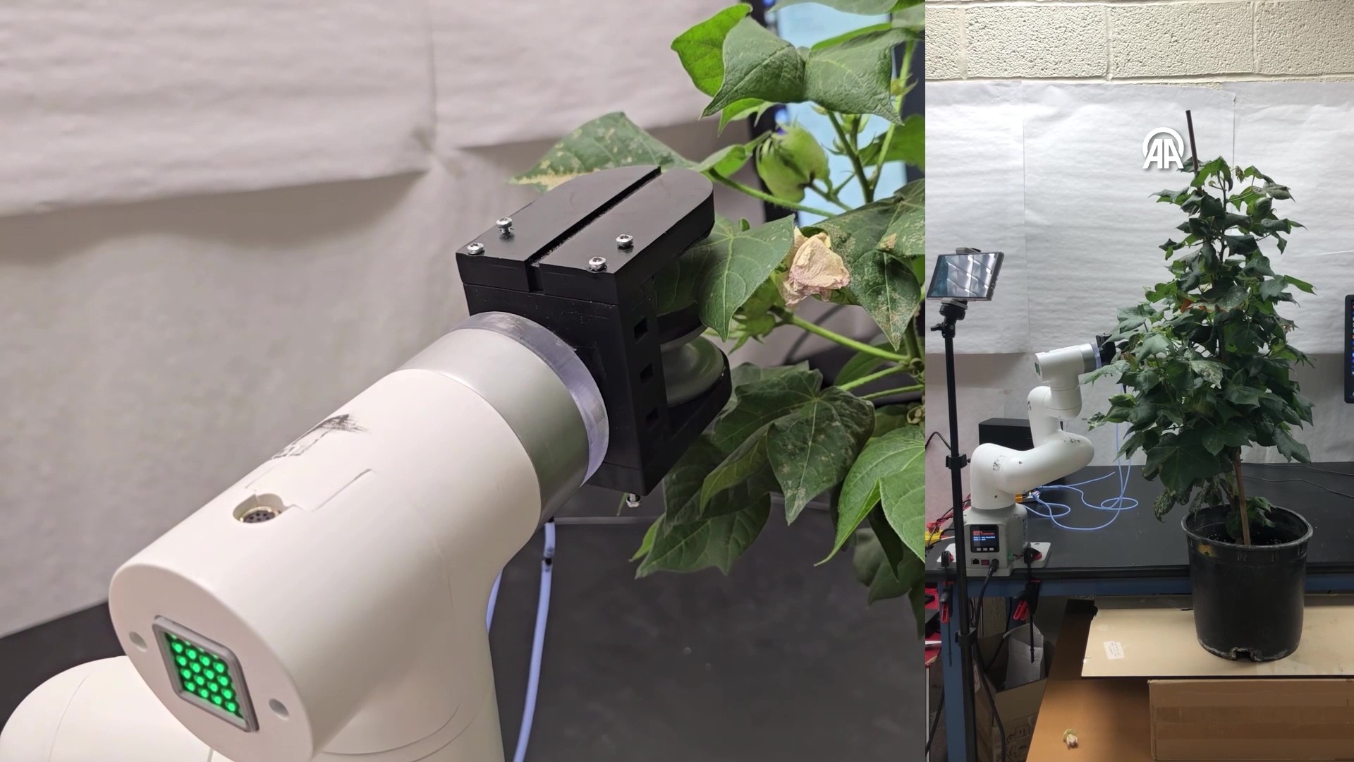 Yumuşak robot bitkilere "hemşirelik" yapacak