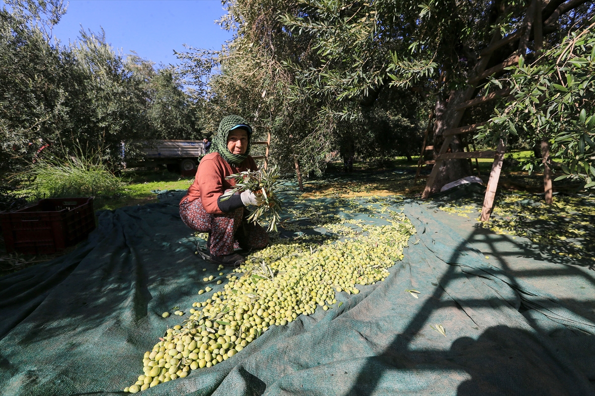 Akhisar’da Zeytin Rekoltesi Düştü, Kalite Üreticiyi Sevindirdi