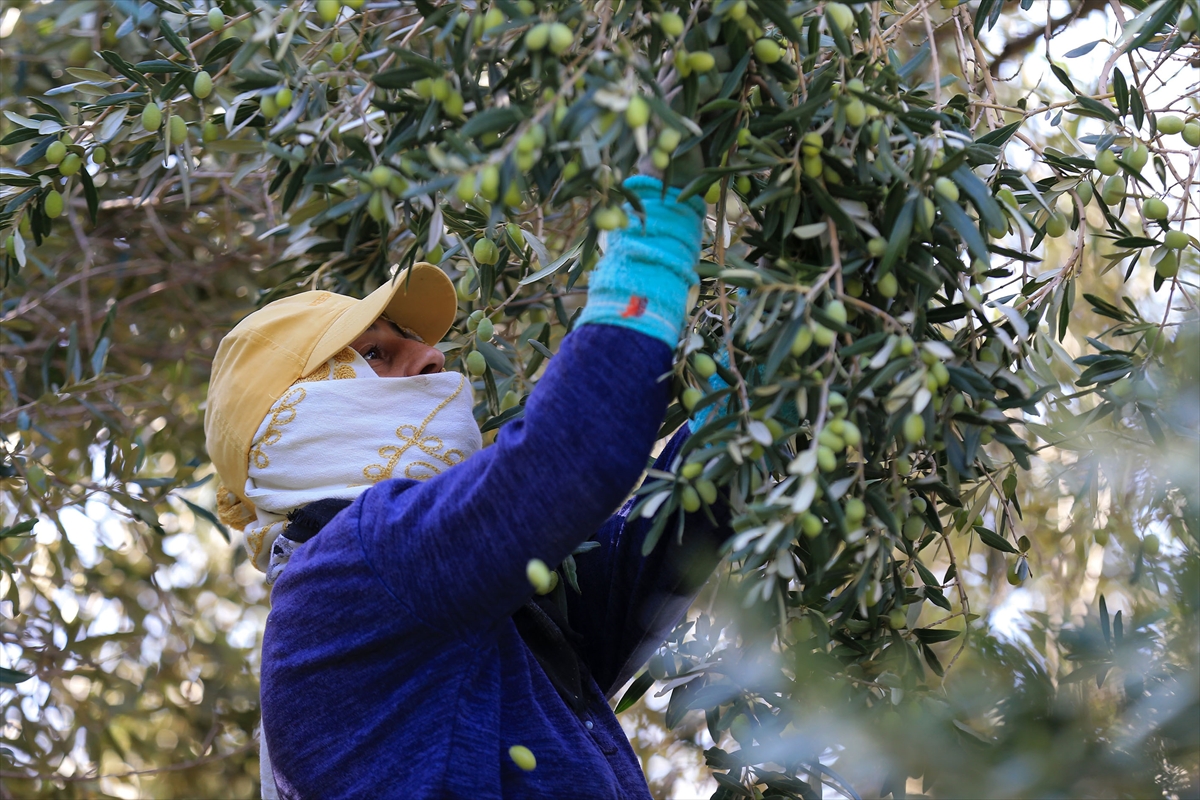 Akhisar’da Zeytin Rekoltesi Düştü, Kalite Üreticiyi Sevindirdi