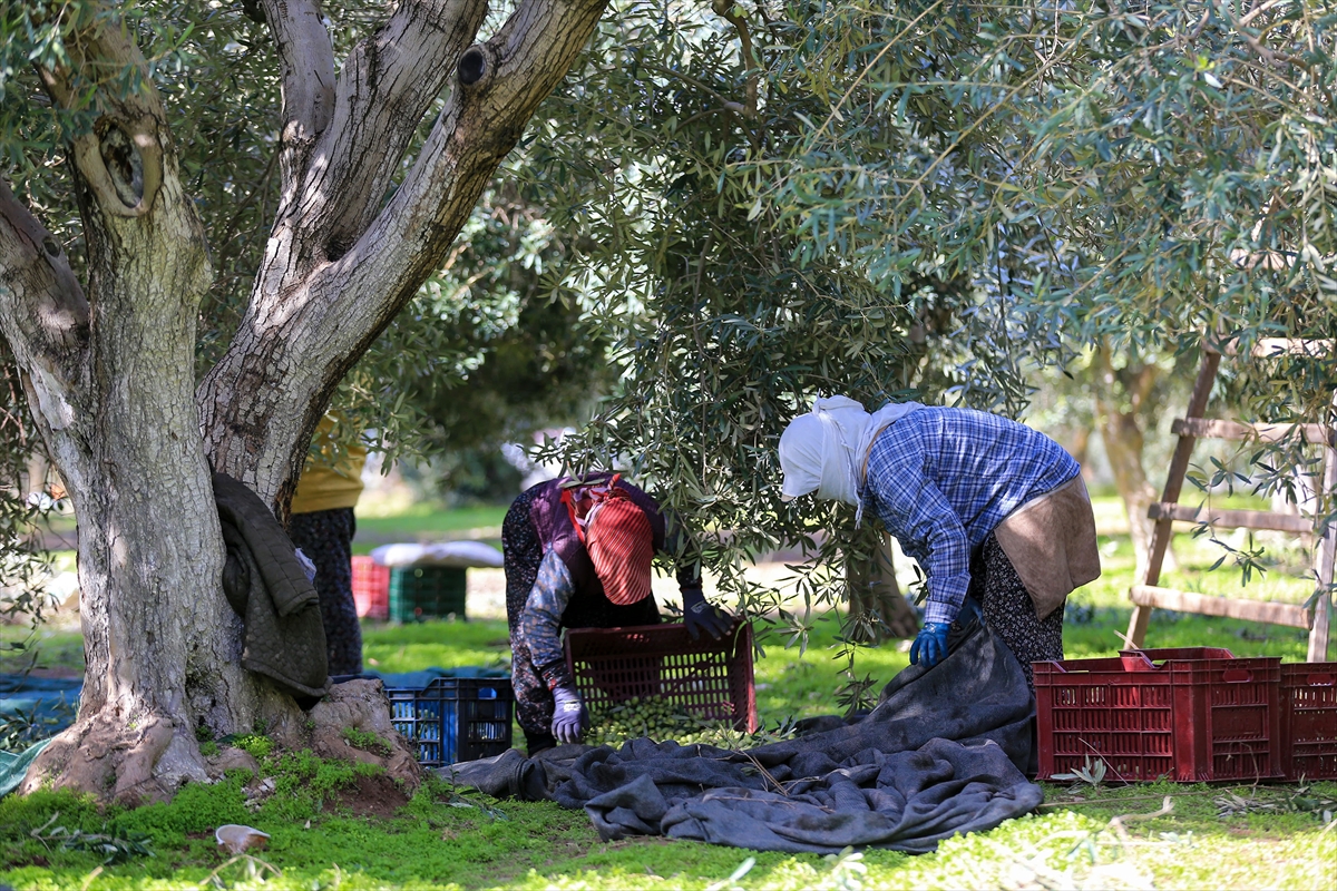 Akhisar’da Zeytin Rekoltesi Düştü, Kalite Üreticiyi Sevindirdi