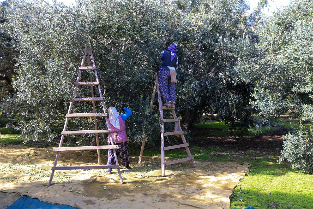 Akhisar’da Zeytin Rekoltesi Düştü, Kalite Üreticiyi Sevindirdi