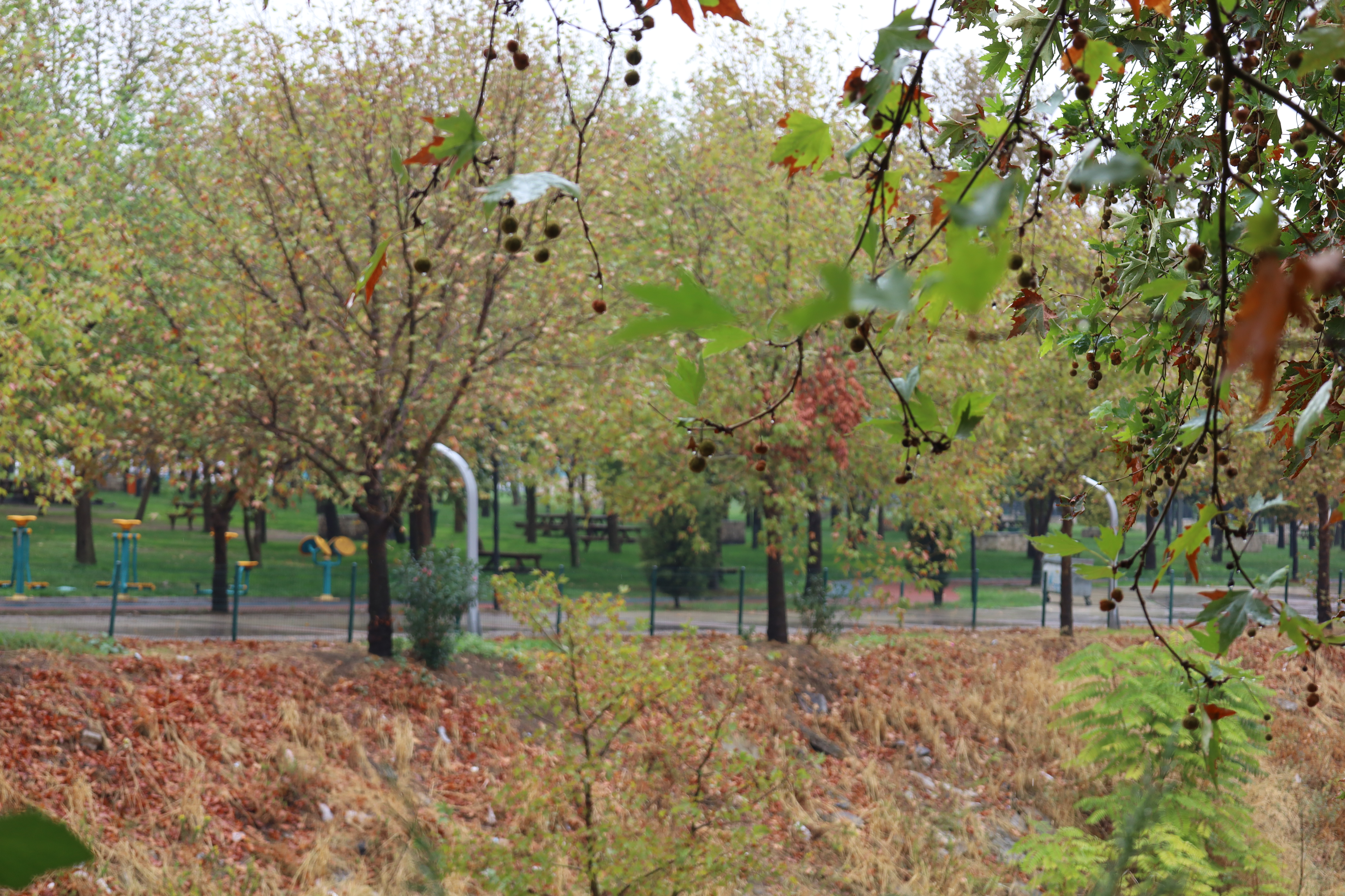Turgutlu sonbahar renklerine büründü