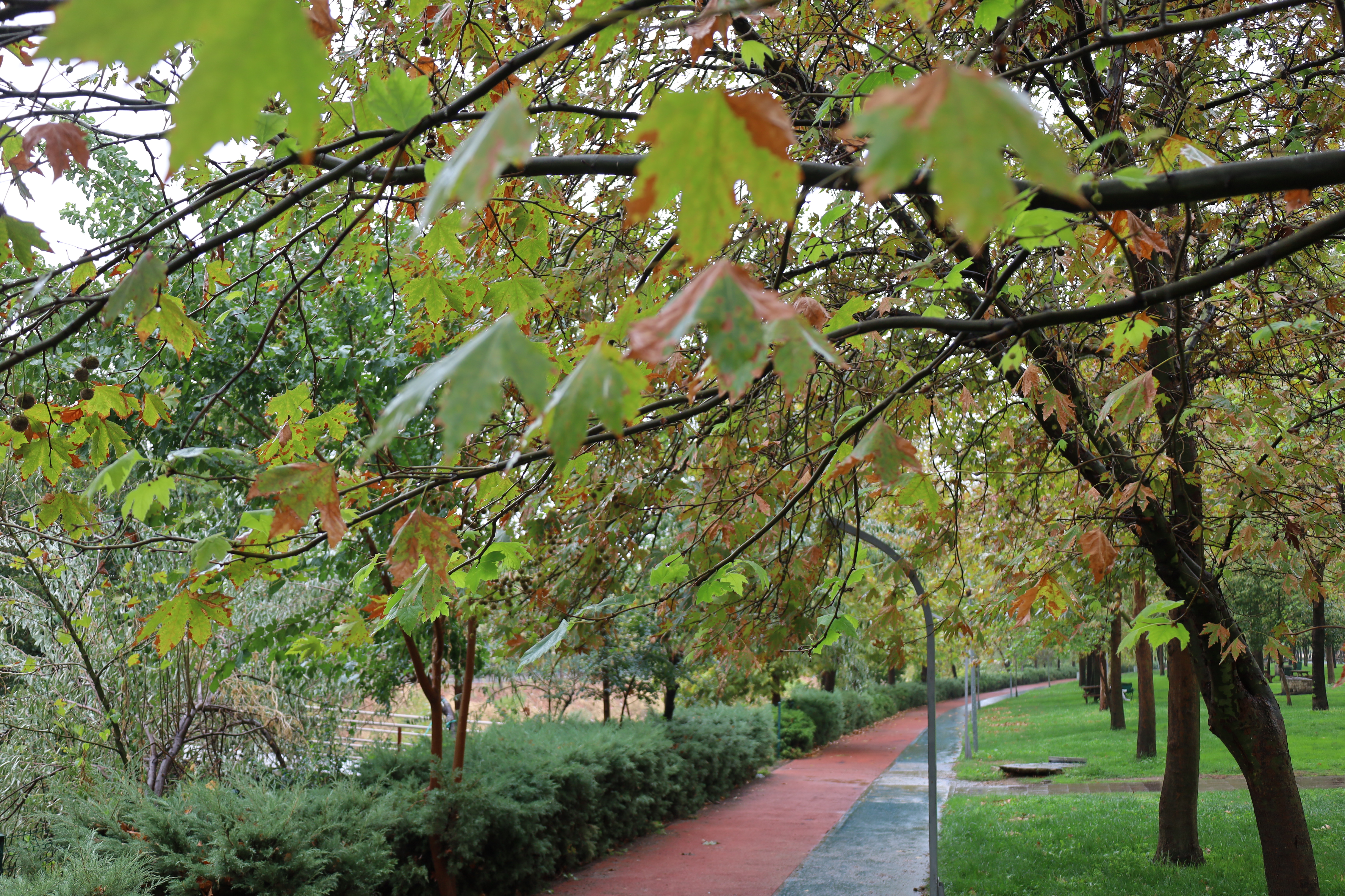 Turgutlu sonbahar renklerine büründü