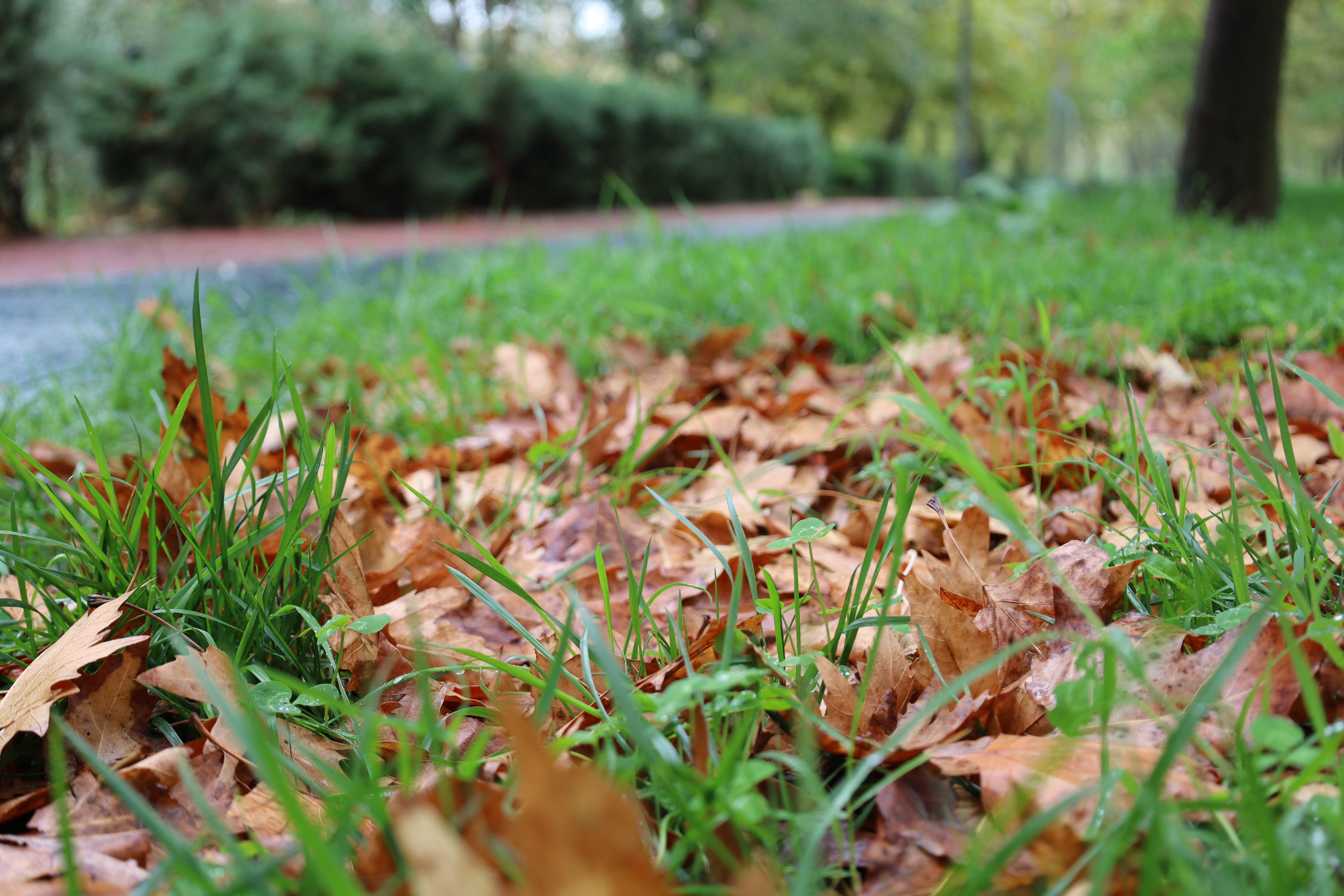 Turgutlu sonbahar renklerine büründü