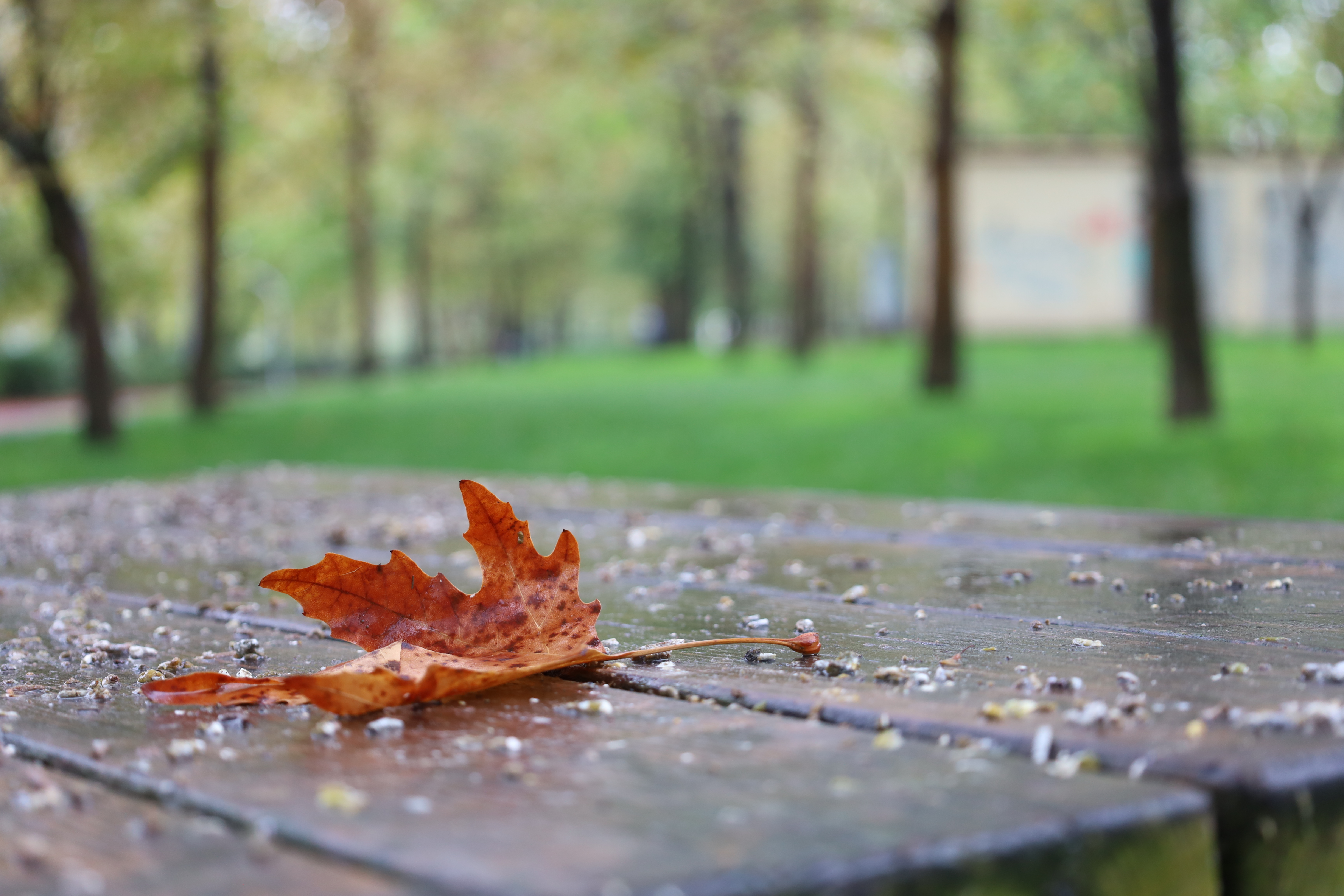 Turgutlu sonbahar renklerine büründü