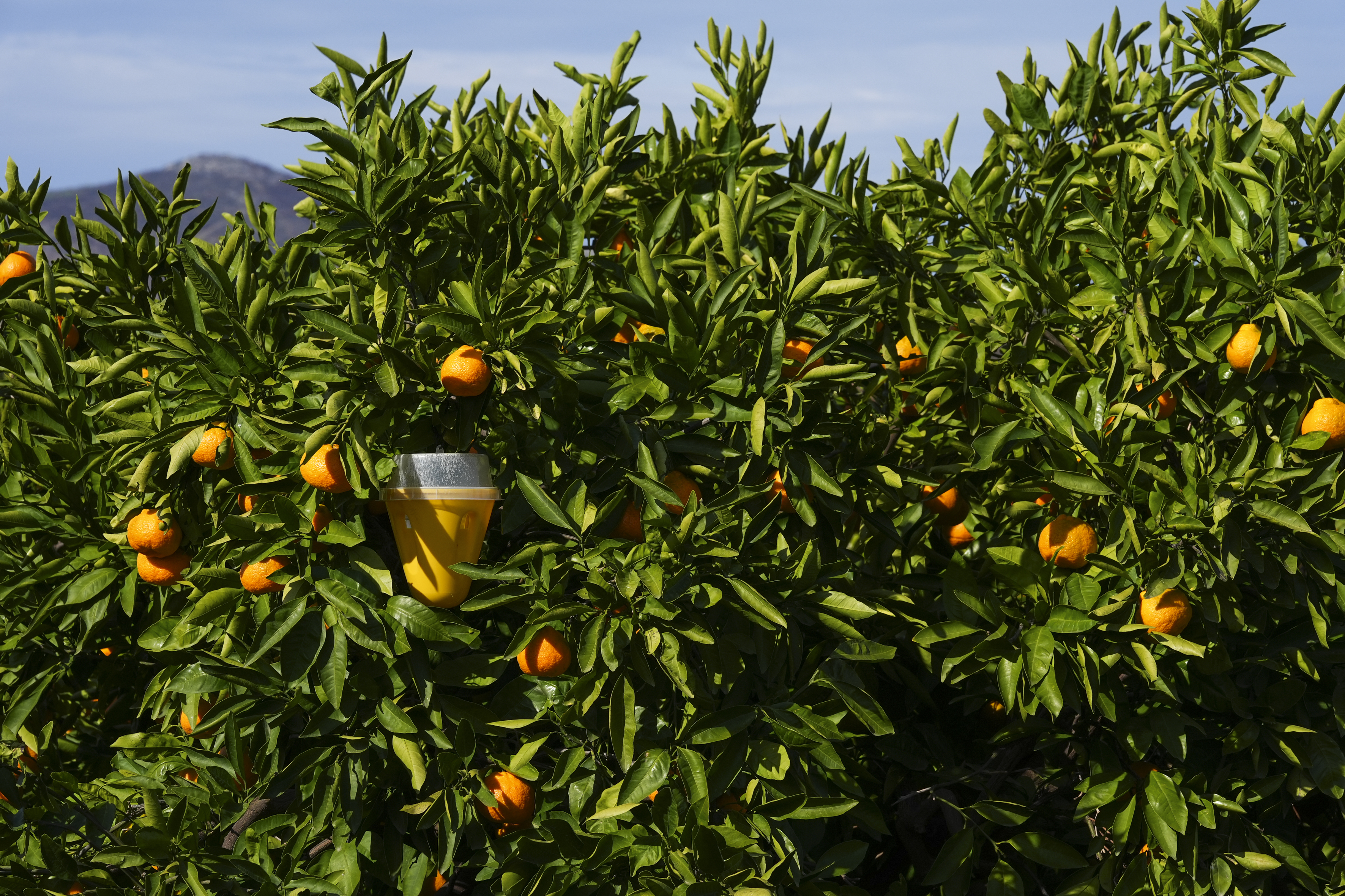 İzmir'de mandalina bahçelerine tuzak kuruldu