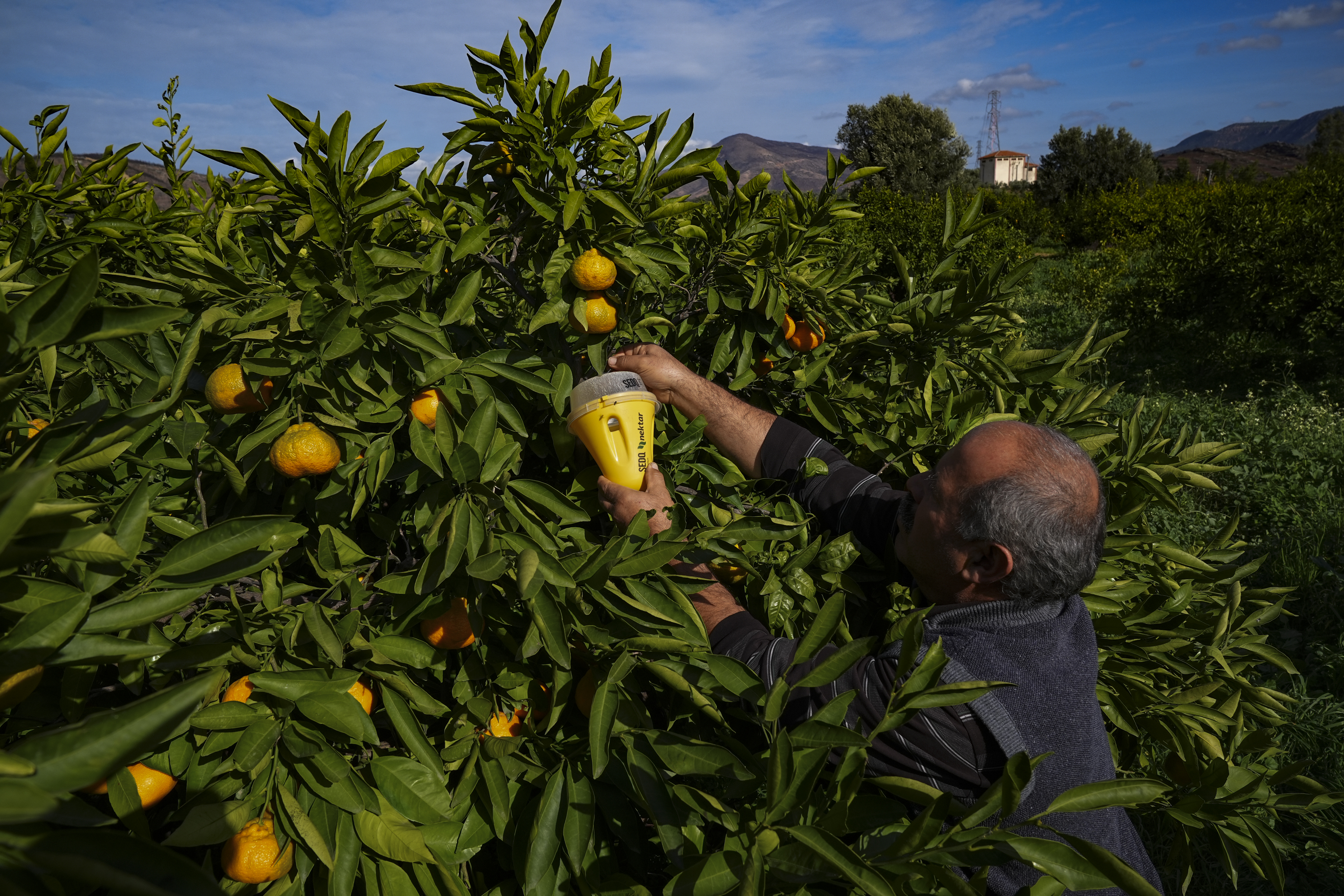 İzmir'de mandalina bahçelerine tuzak kuruldu