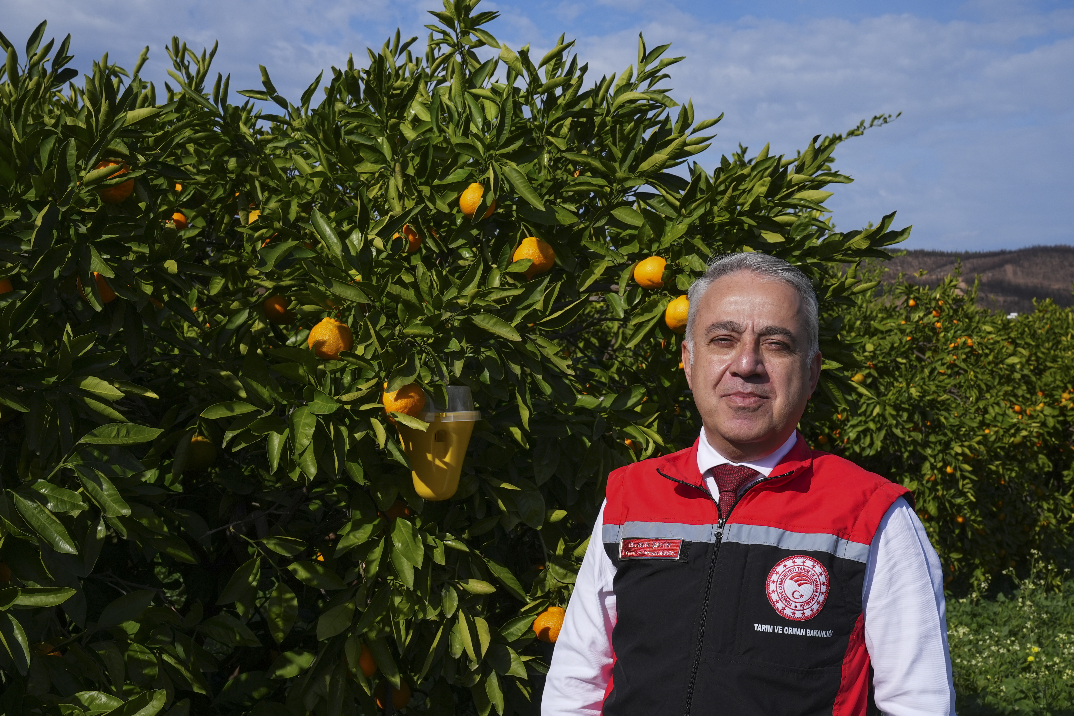 İzmir'de mandalina bahçelerine tuzak kuruldu