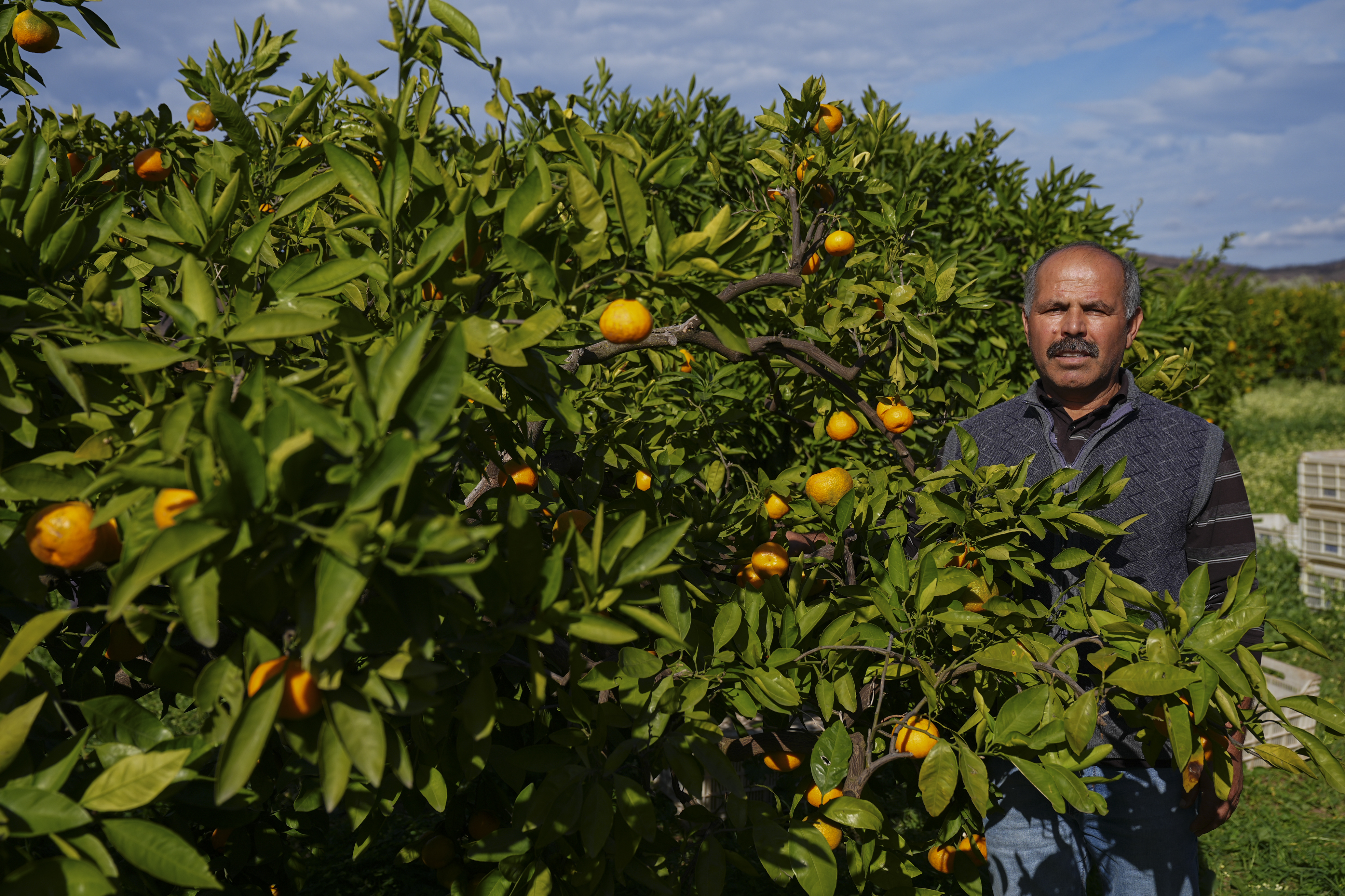 İzmir'de mandalina bahçelerine tuzak kuruldu