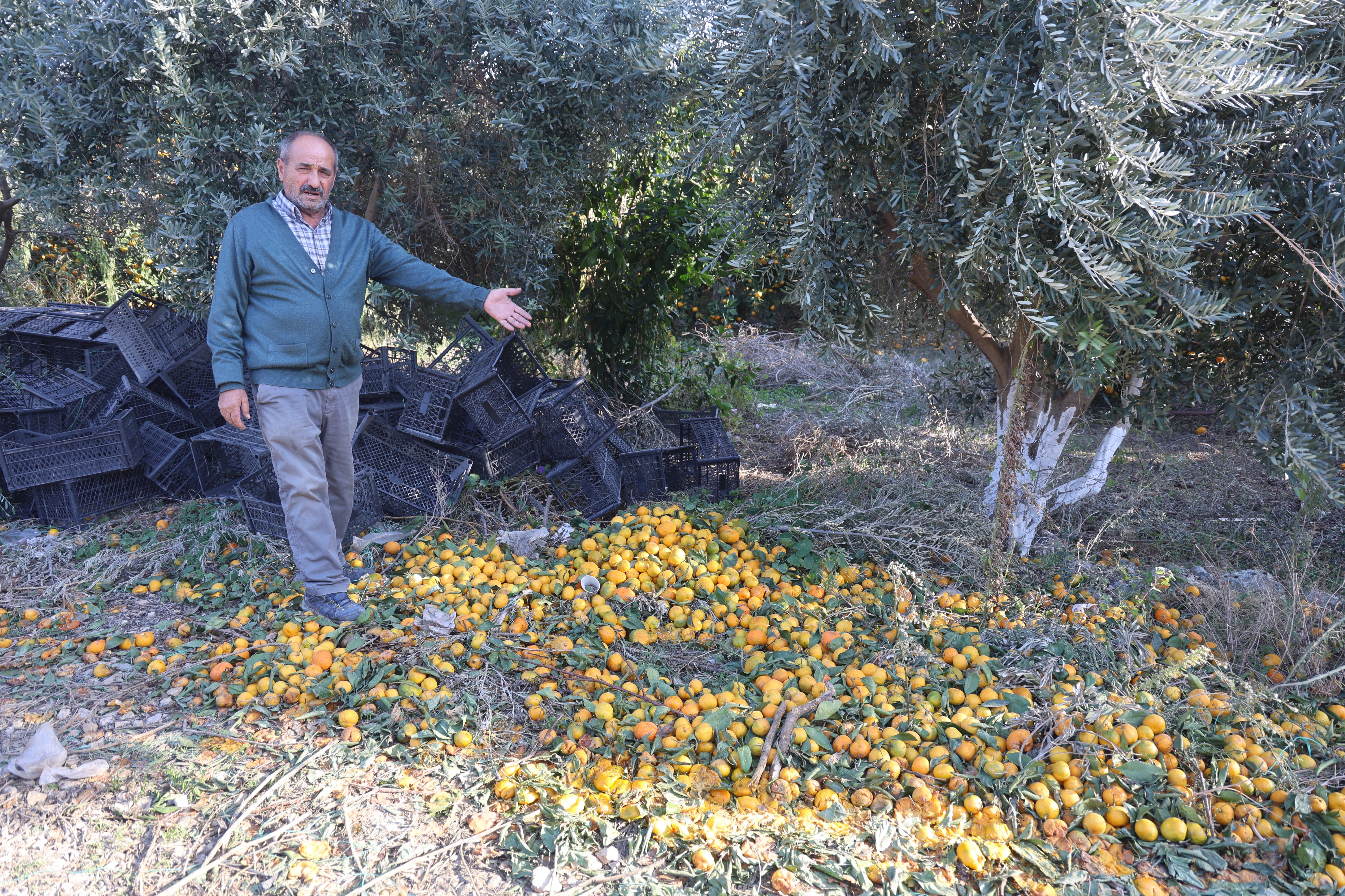 Fiyatı 2 TL'ye düşünce vatandaşa ücretsiz dağıttılar