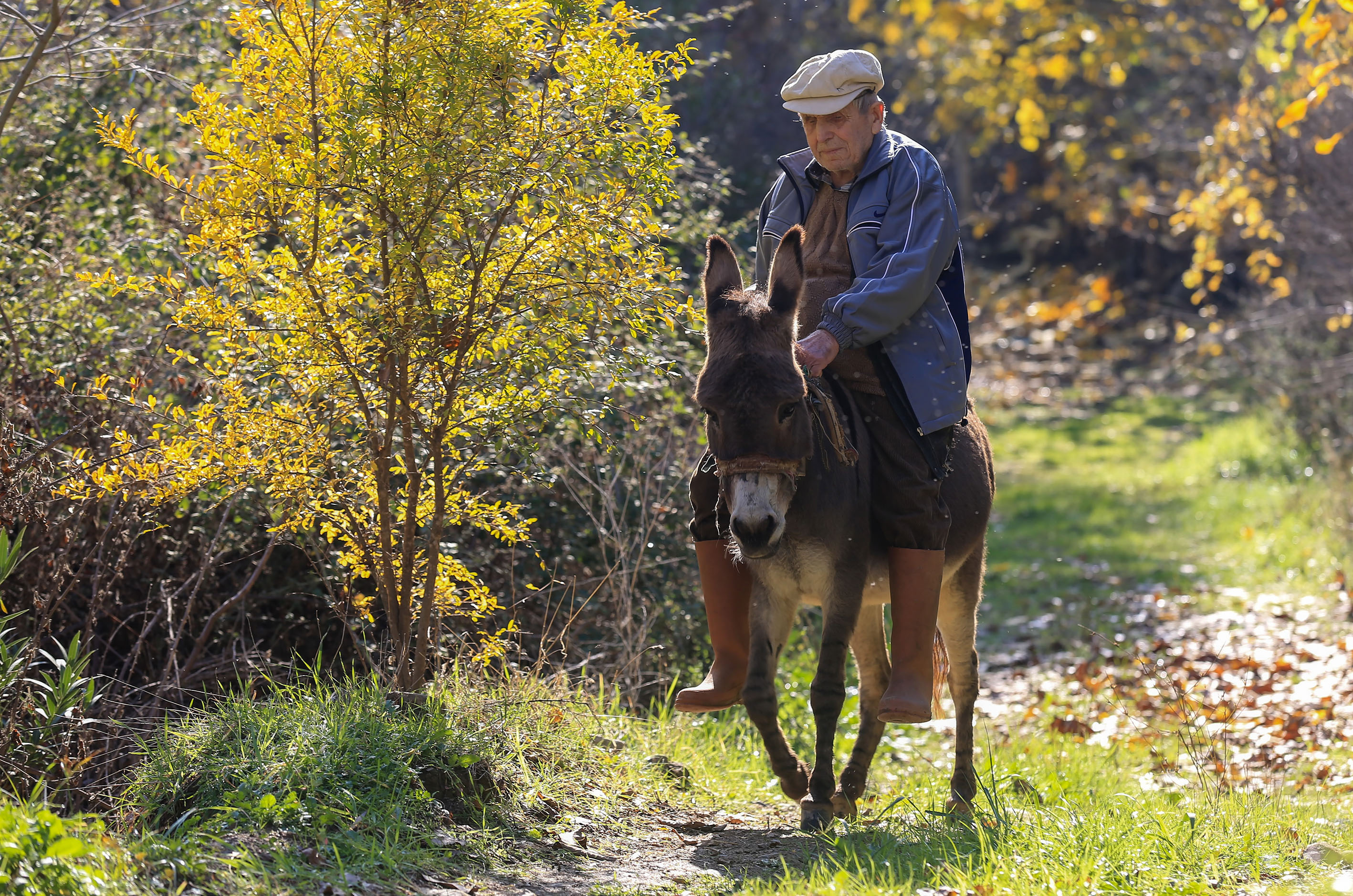 Görme Engelli Raif Amca, 24 Yıldır Eşeği “Magare” ile Yol Alıyor