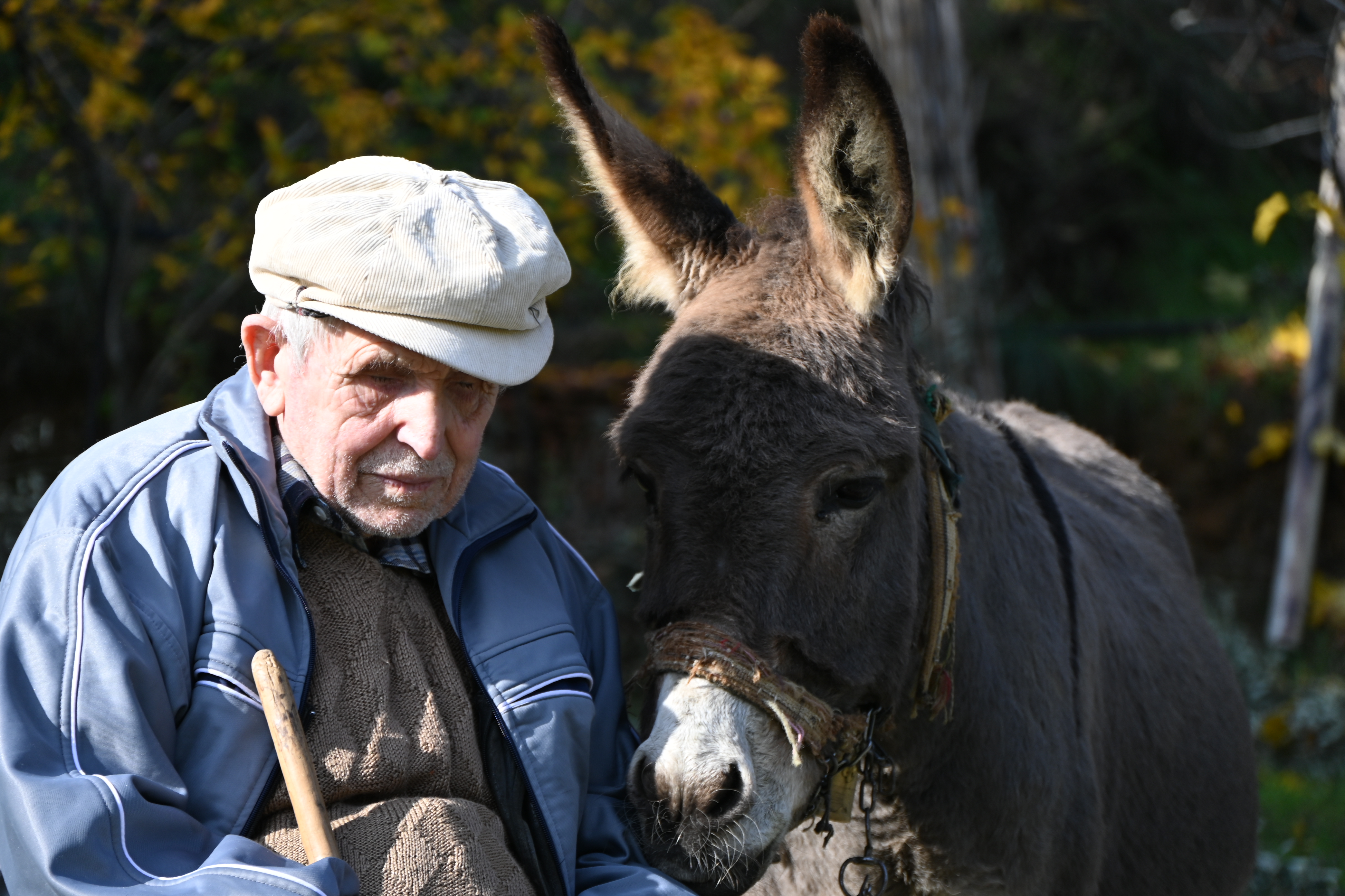 Görme Engelli Raif Amca, 24 Yıldır Eşeği “Magare” ile Yol Alıyor