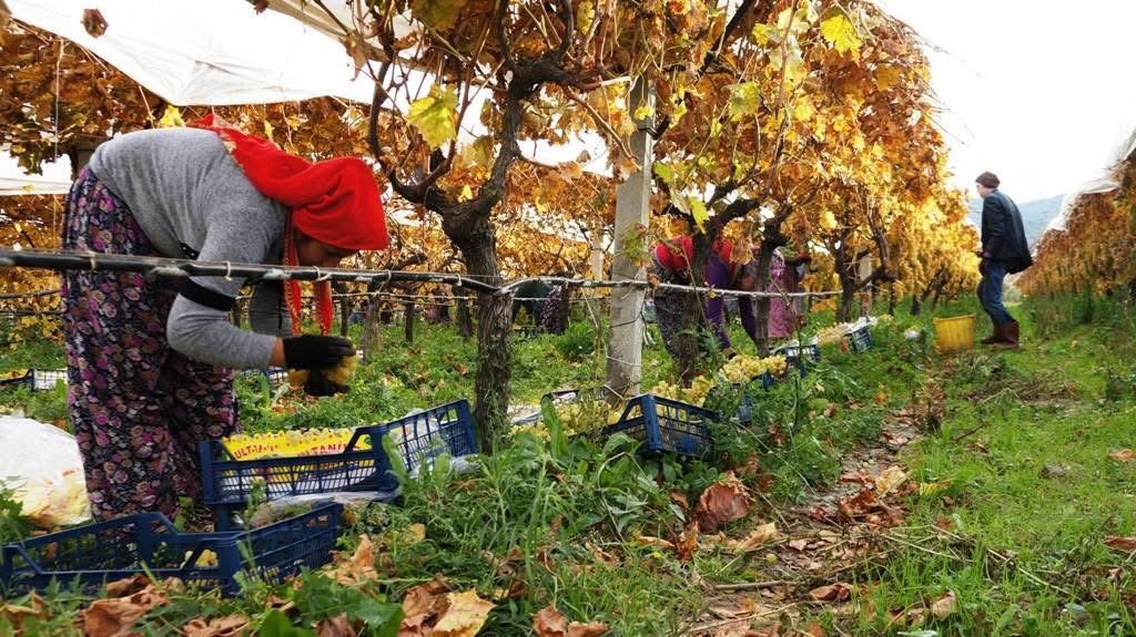 Üzüm hasadında sona yaklaşıldı