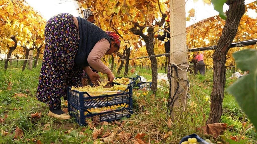 Üzüm hasadında sona yaklaşıldı