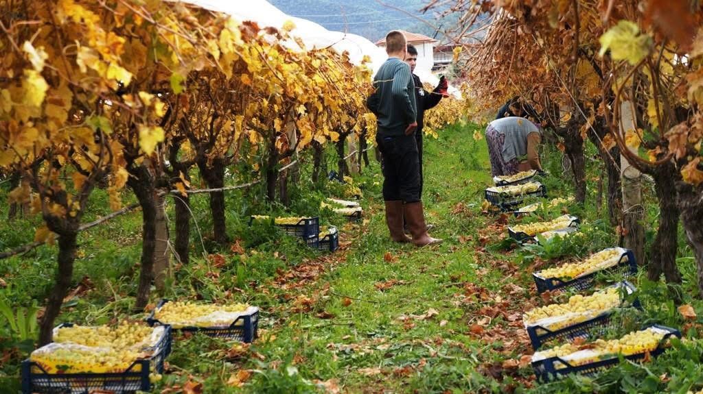 Üzüm hasadında sona yaklaşıldı