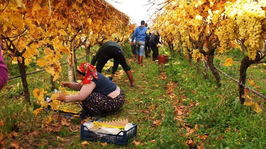 Üzüm hasadında sona yaklaşıldı