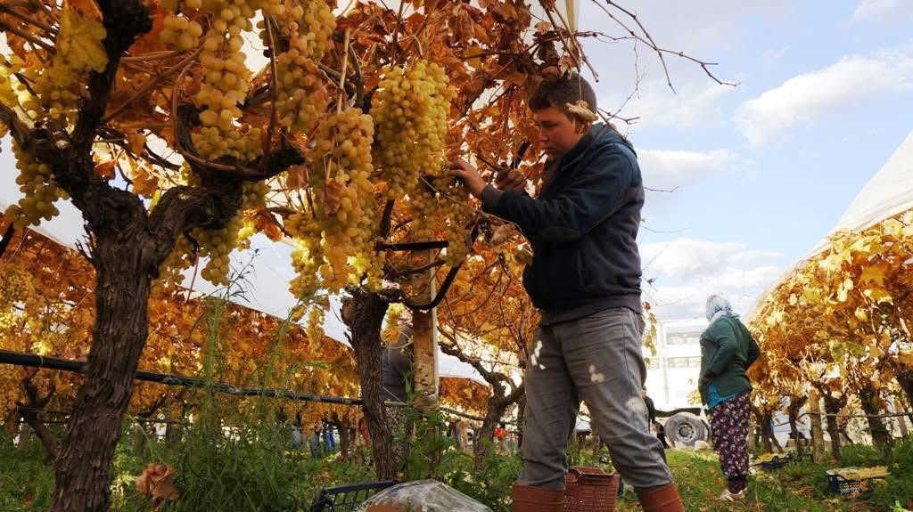 Üzüm hasadında sona yaklaşıldı