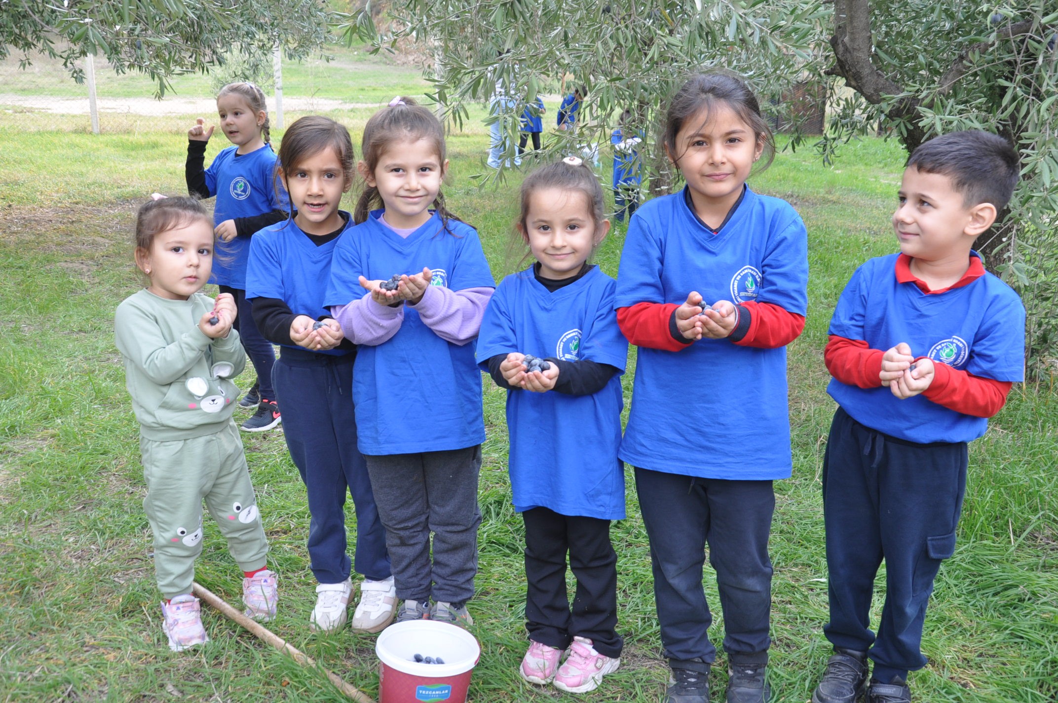 Minik öğrenciler zeytinin ağaçtan sofraya yolculuğunu öğrendi