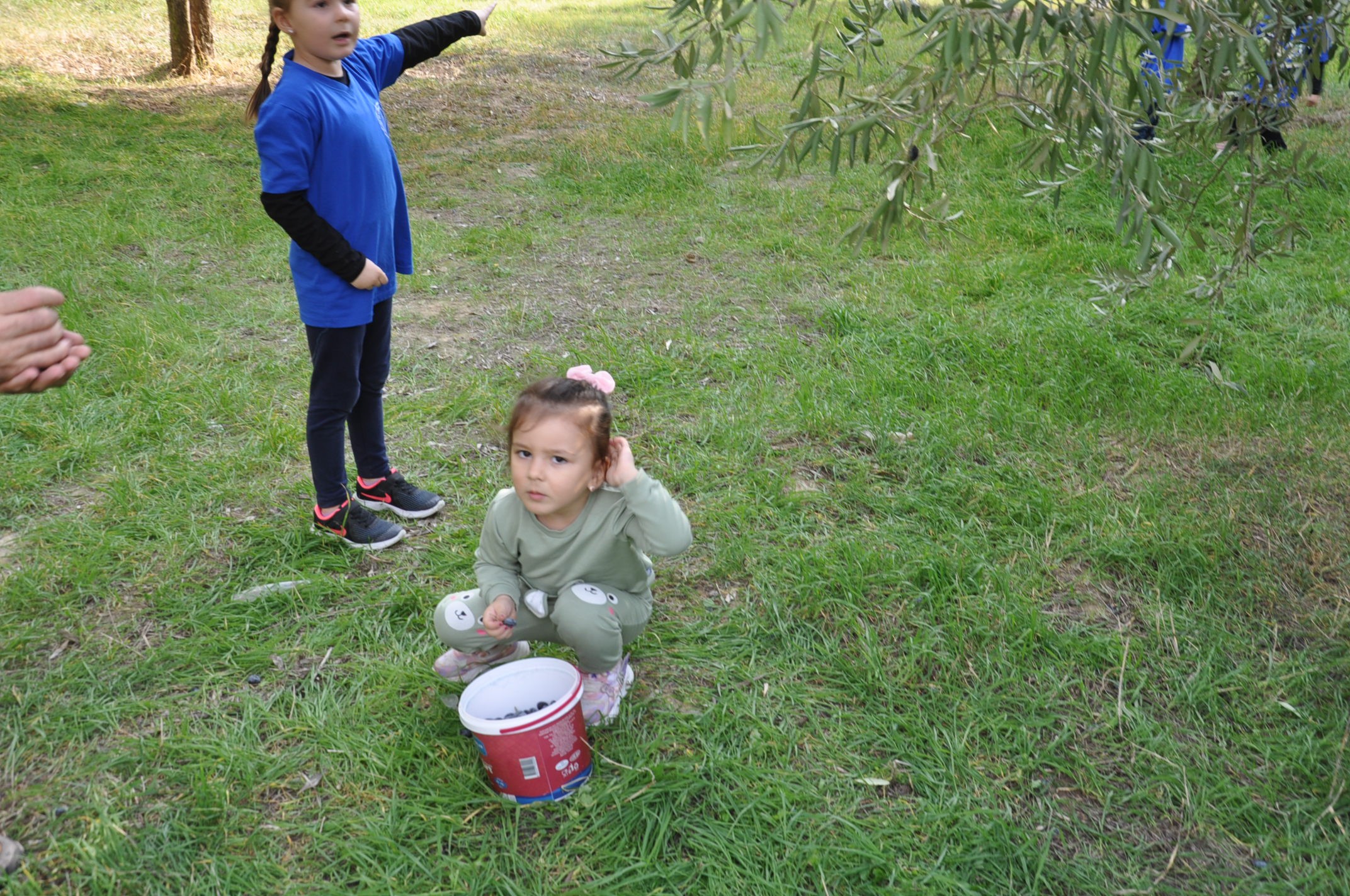 Minik öğrenciler zeytinin ağaçtan sofraya yolculuğunu öğrendi