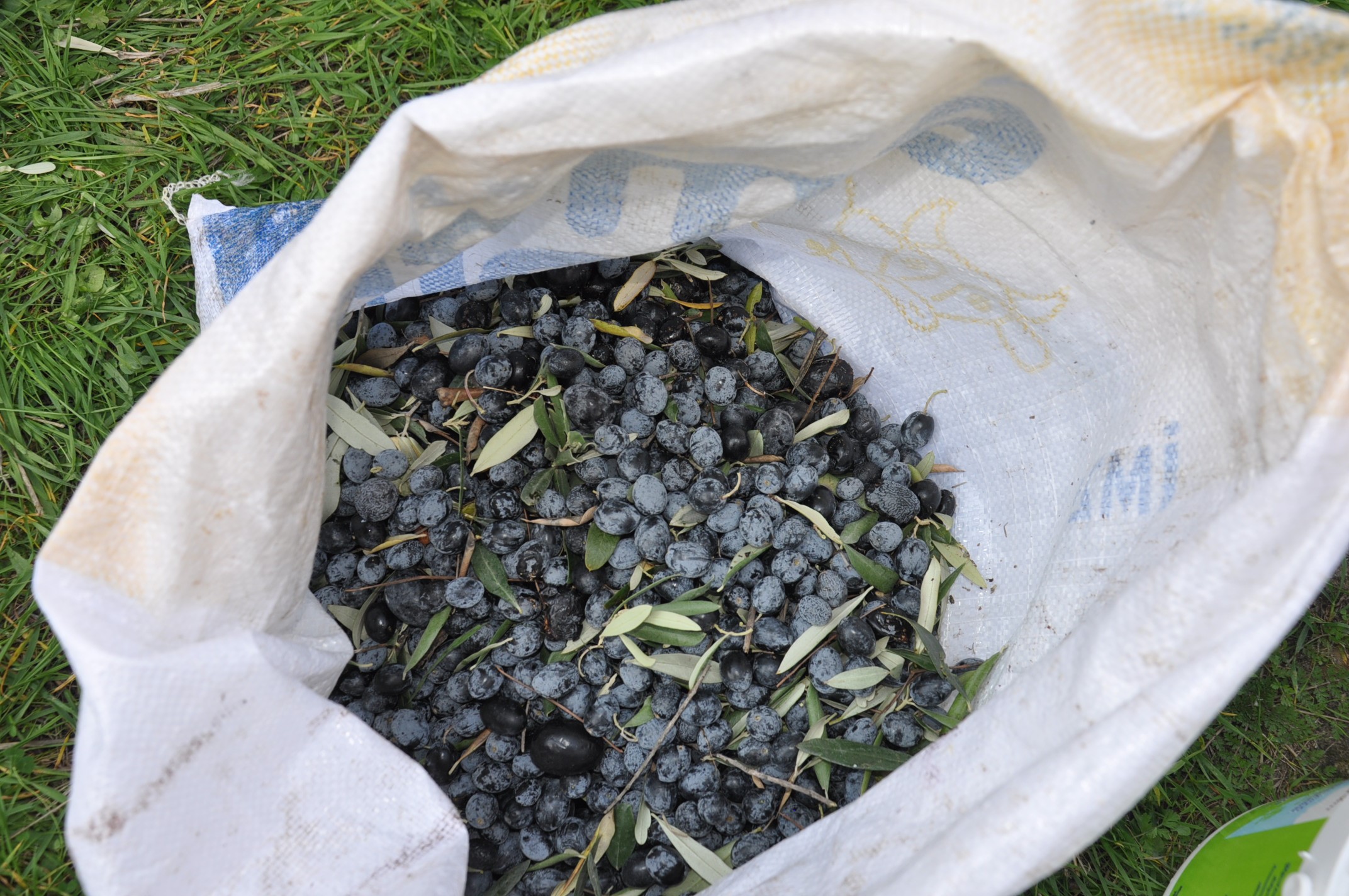 Minik öğrenciler zeytinin ağaçtan sofraya yolculuğunu öğrendi