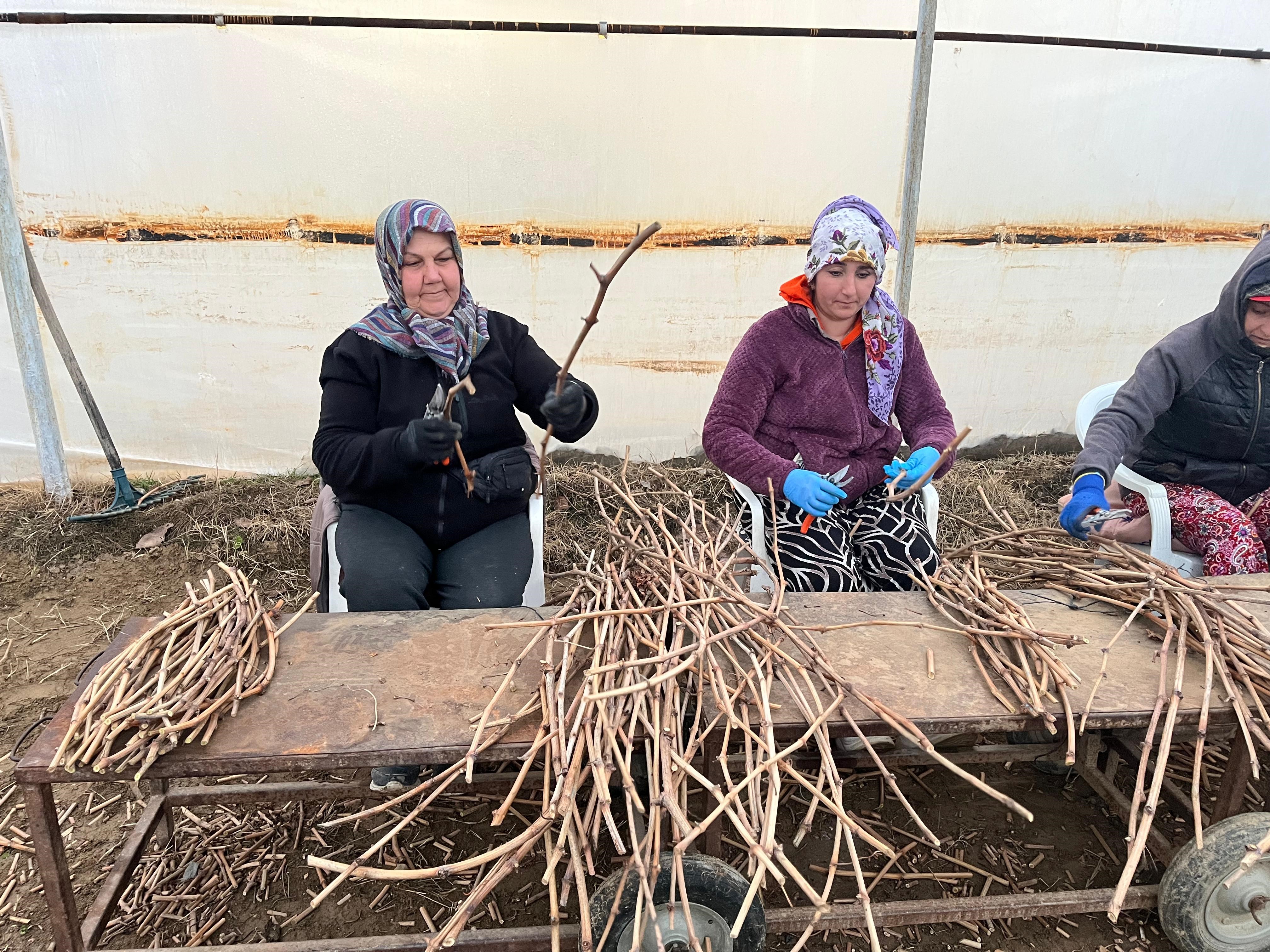 Manisalı Genç Kardeşlerden Tarıma 700 Bin Fidanlık Katkı