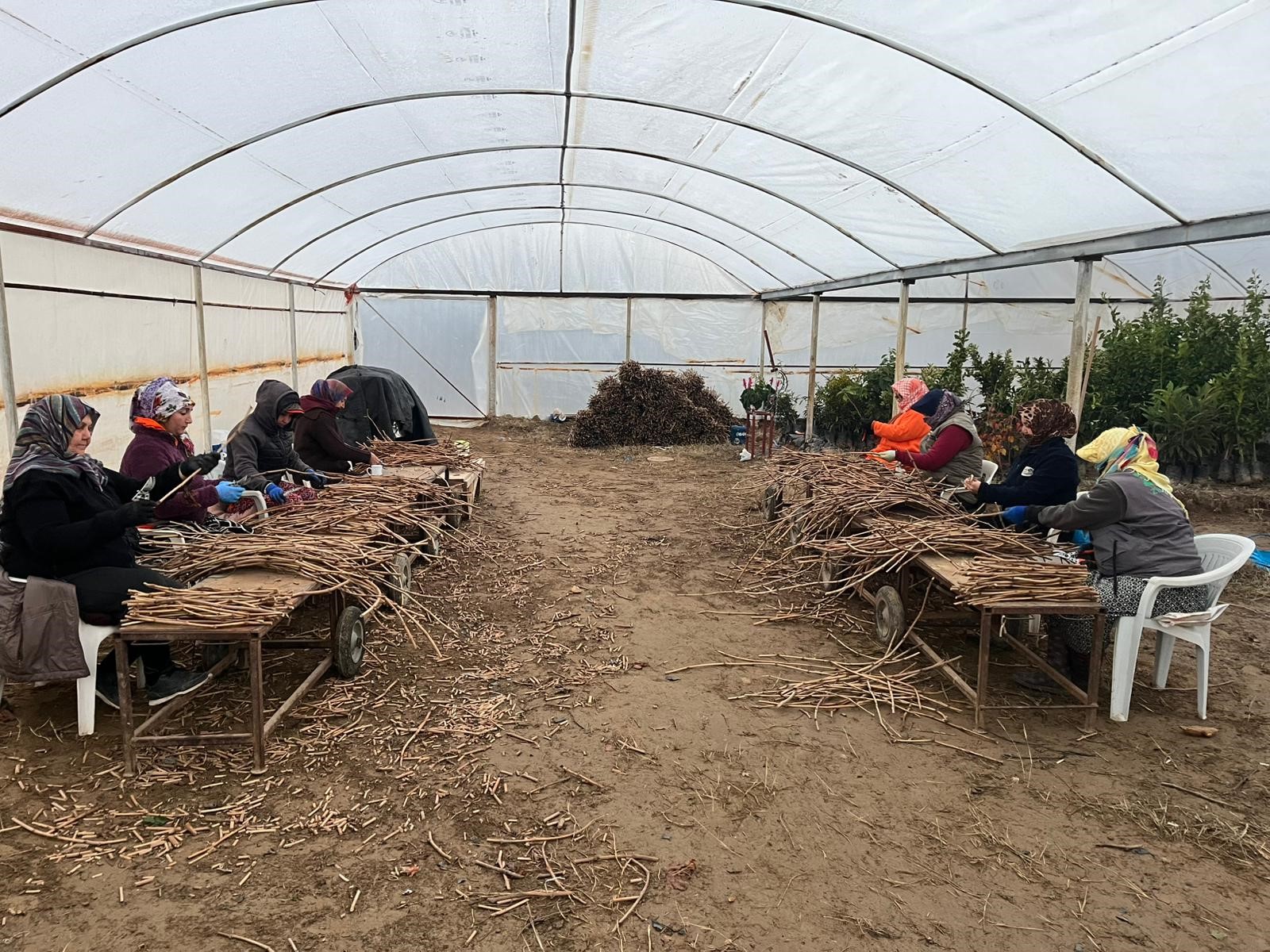 Manisalı Genç Kardeşlerden Tarıma 700 Bin Fidanlık Katkı
