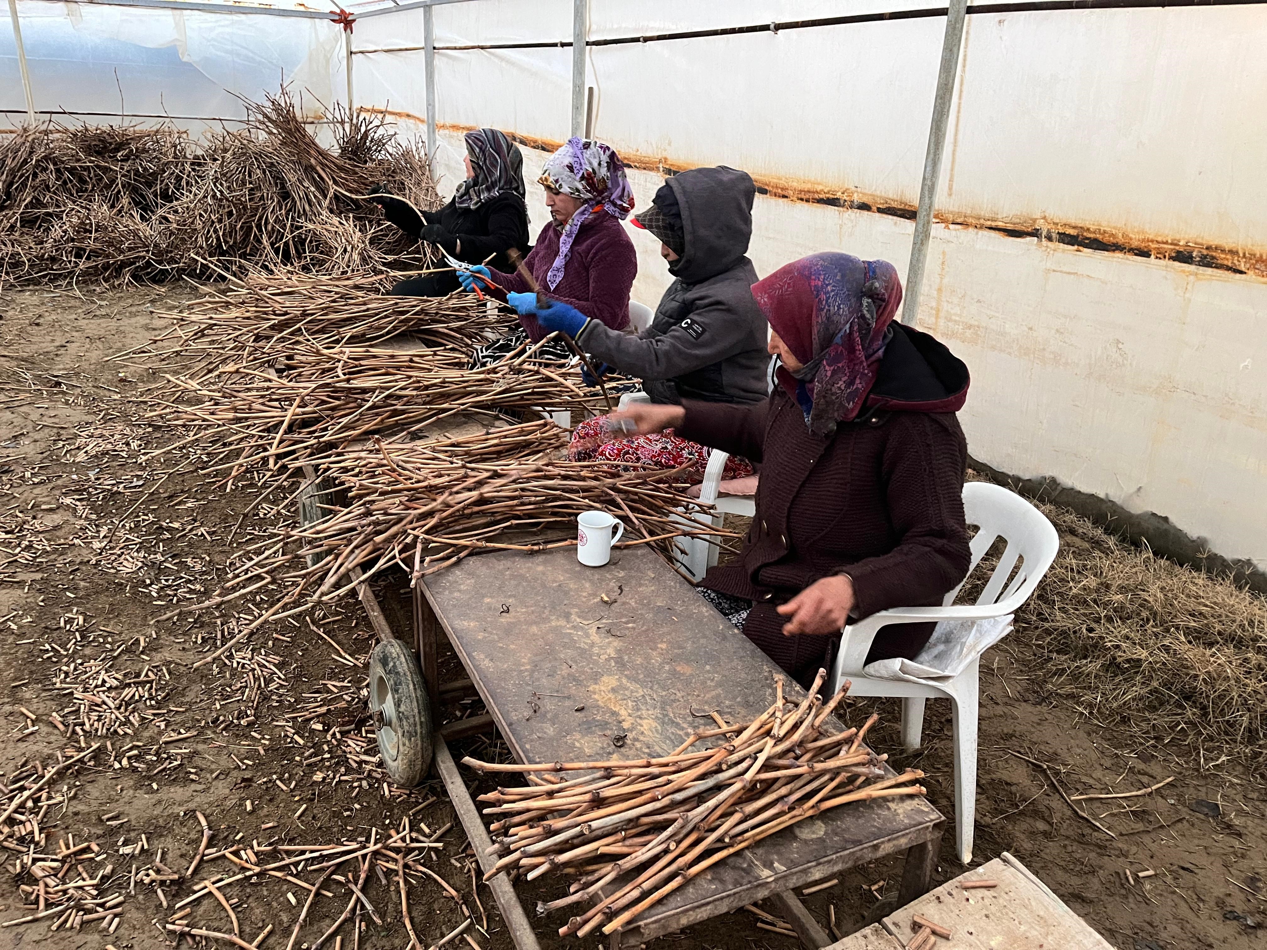Manisalı Genç Kardeşlerden Tarıma 700 Bin Fidanlık Katkı