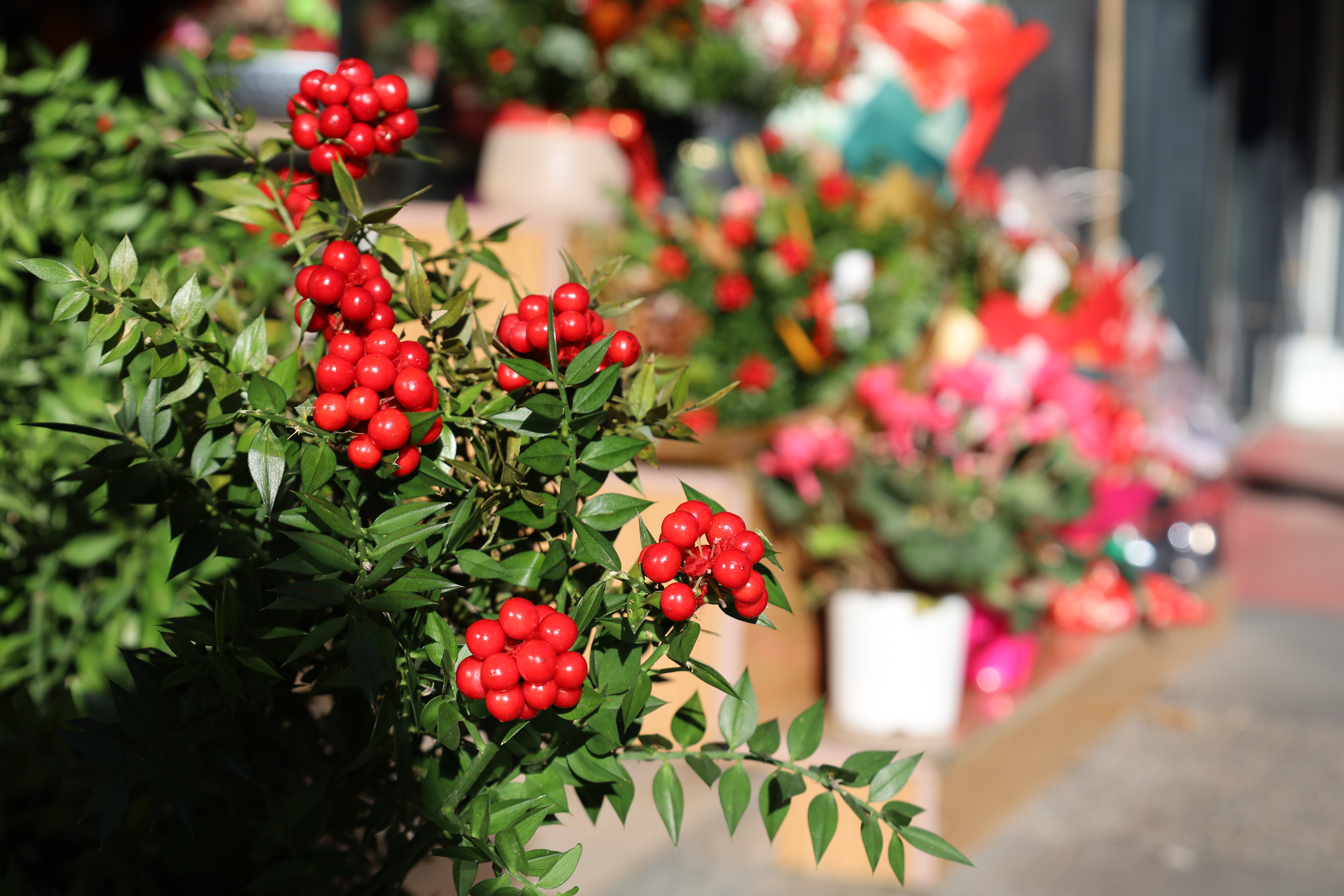 Turgutlu'da kokina mesaisi başladı, tezgahlar kırmızıya büründü!