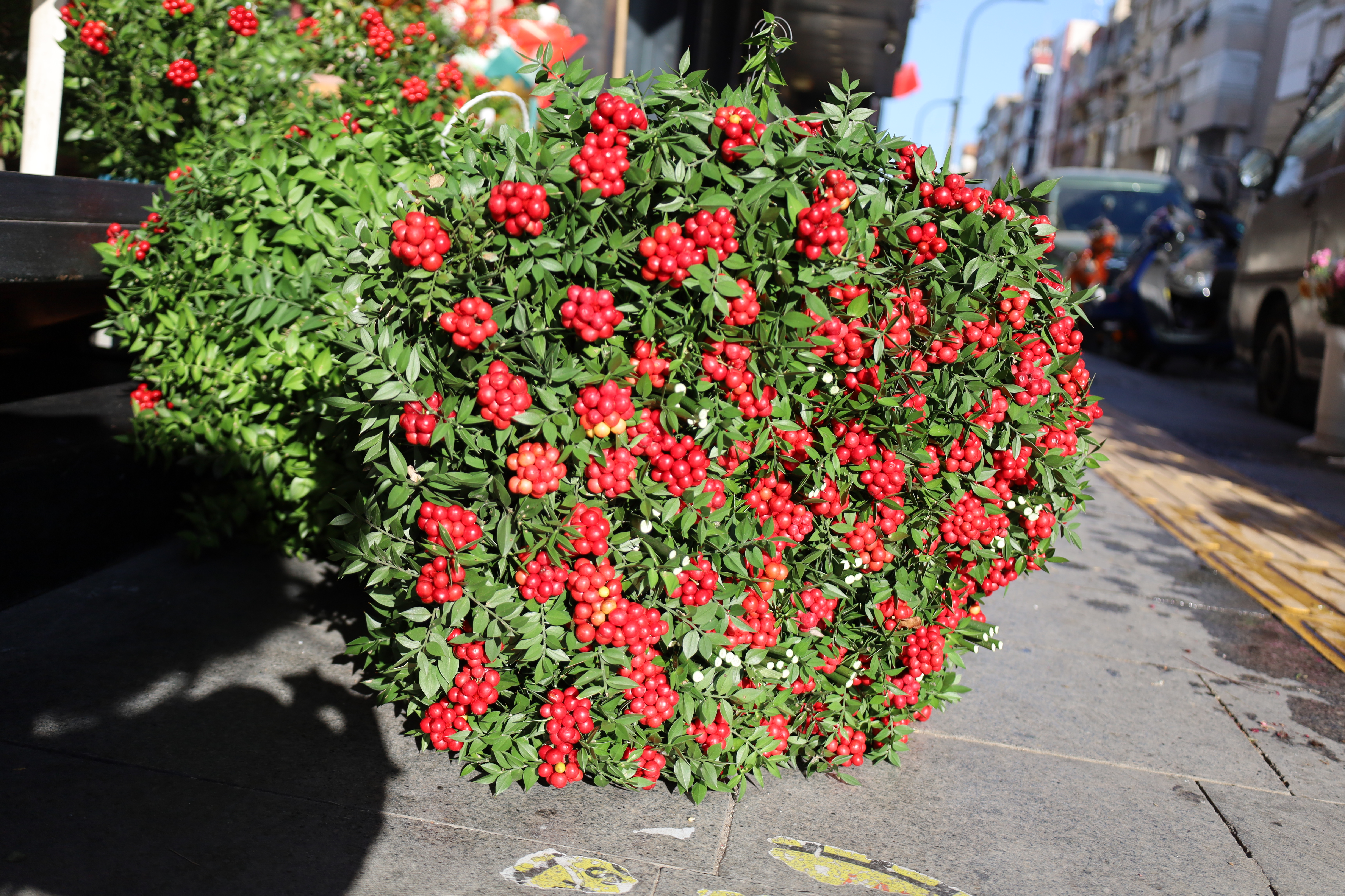 Turgutlu'da kokina mesaisi başladı, tezgahlar kırmızıya büründü!
