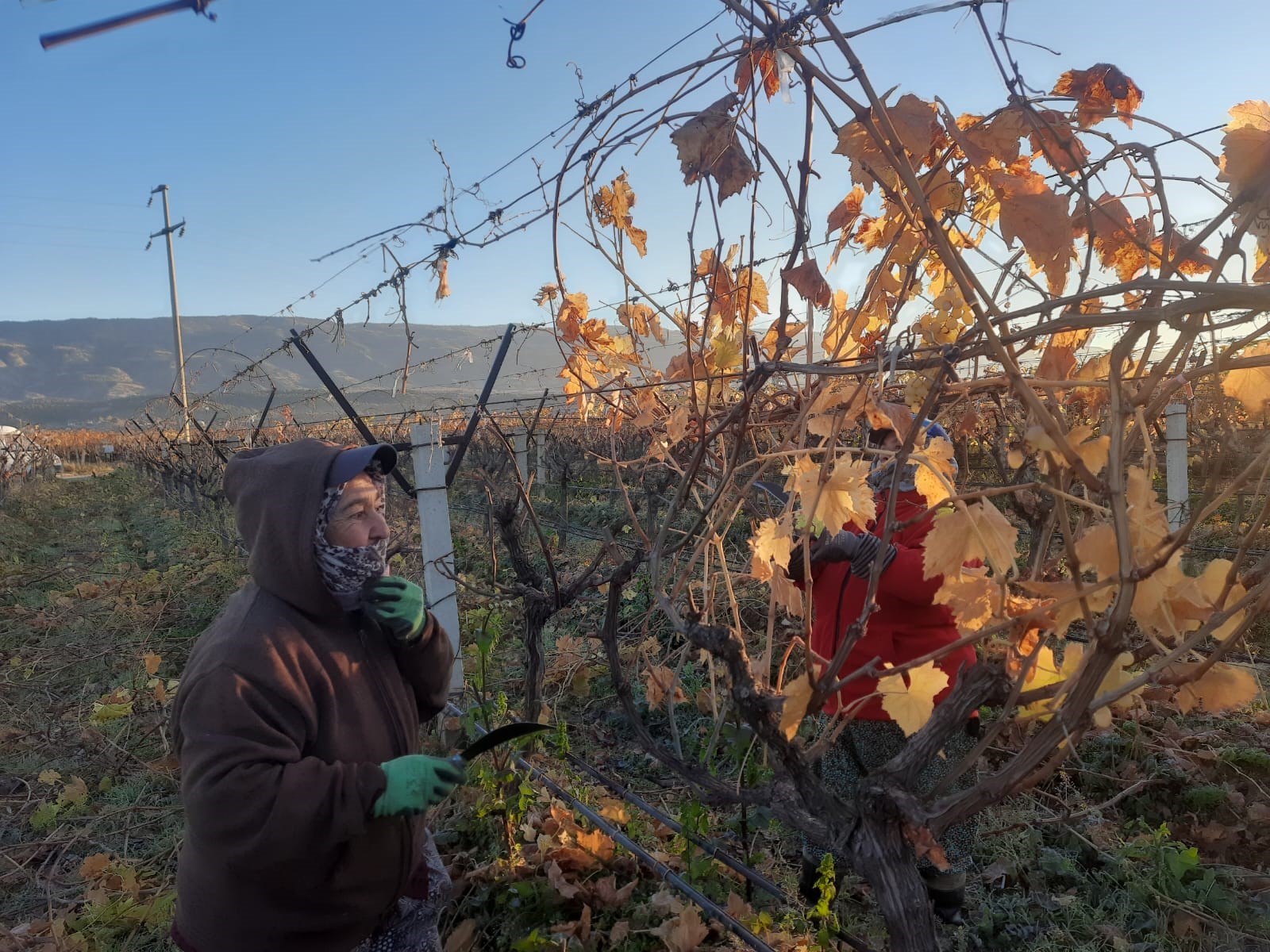 Manisa'da kadın işçiler üzüm bağlarına ‘Can’ veriyor