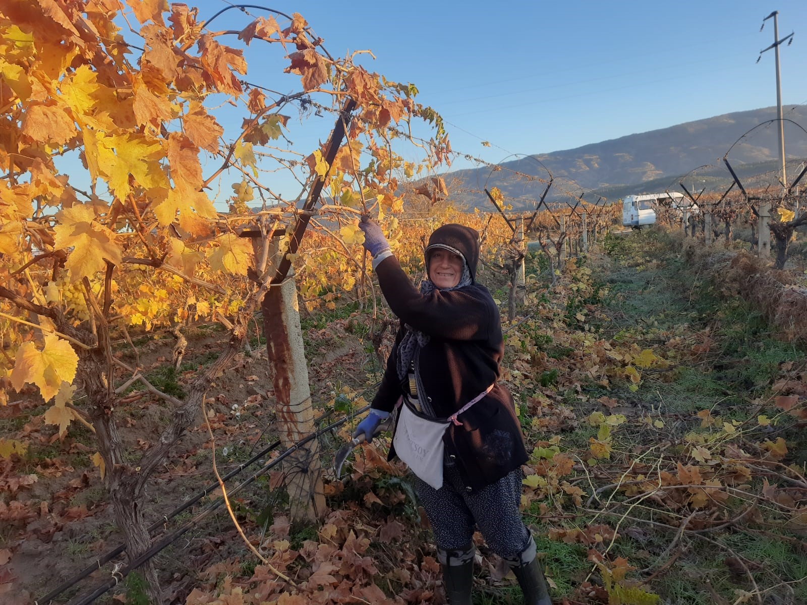 Manisa'da kadın işçiler üzüm bağlarına ‘Can’ veriyor