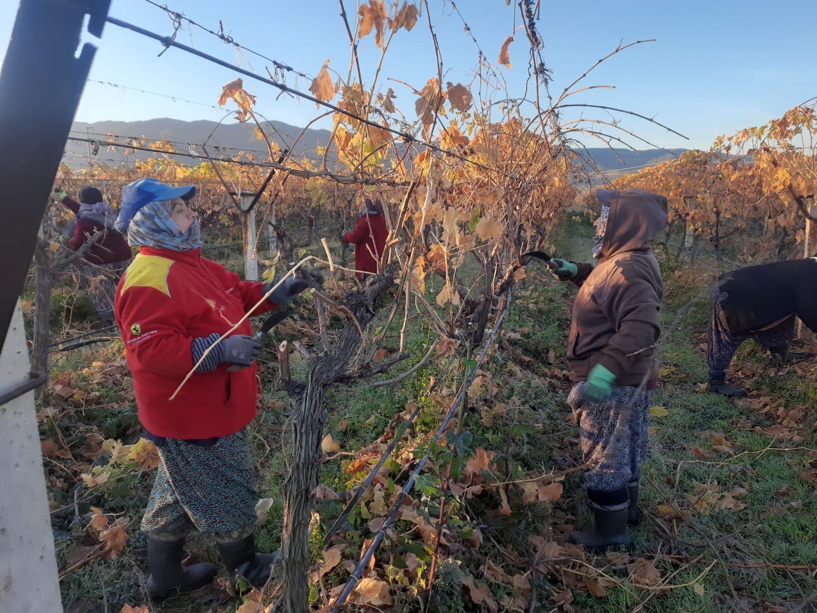 Manisa'da kadın işçiler üzüm bağlarına ‘Can’ veriyor