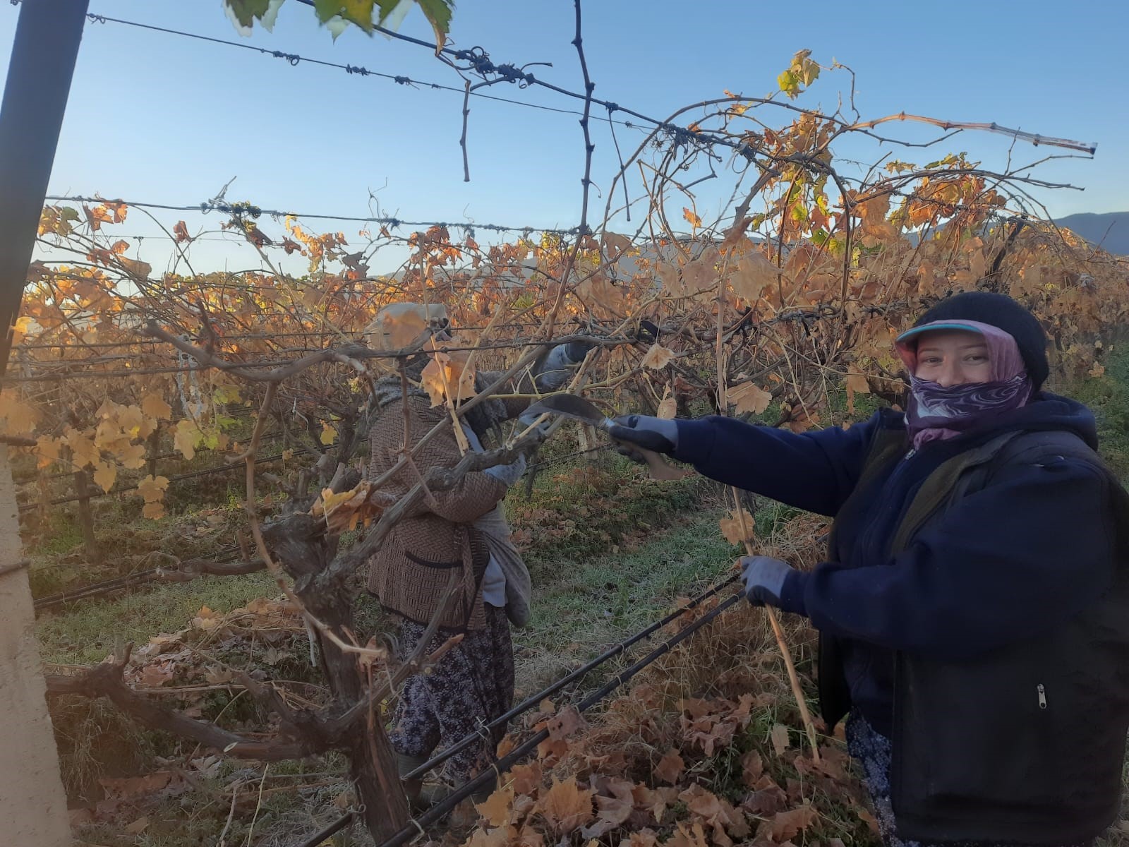 Manisa'da kadın işçiler üzüm bağlarına ‘Can’ veriyor