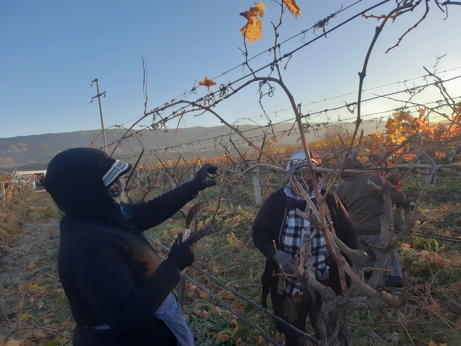 Manisa'da kadın işçiler üzüm bağlarına ‘Can’ veriyor
