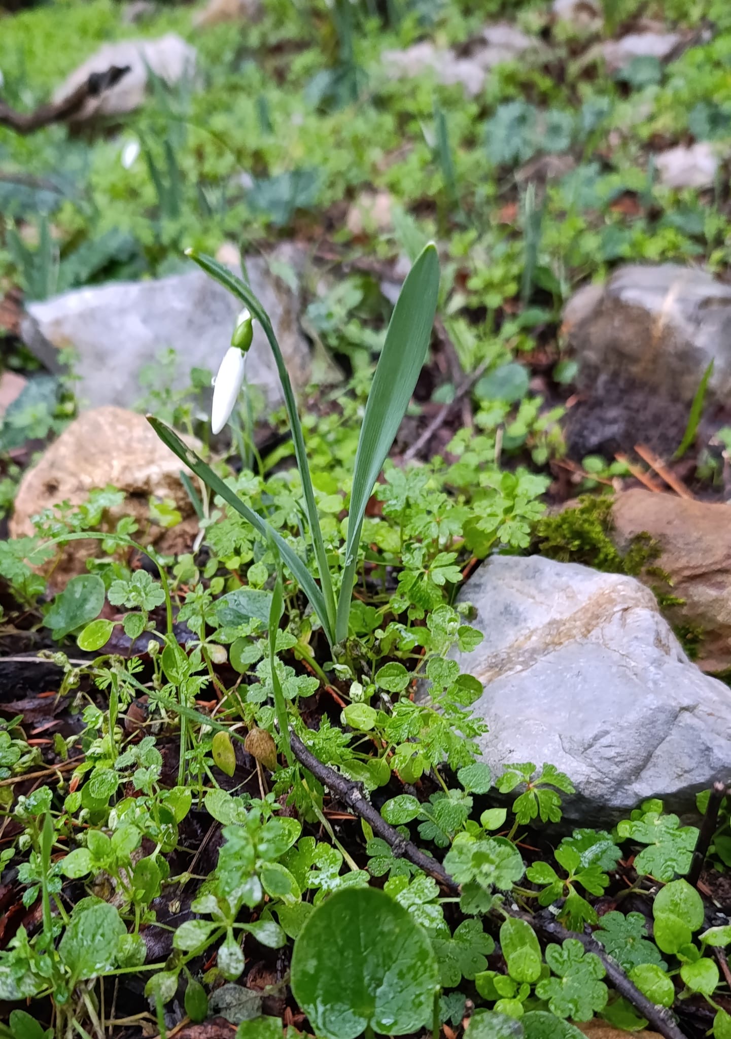 Manisa Lalesi ve Kardeleni Koparmanın Cezası Dudak Uçuklatıyor