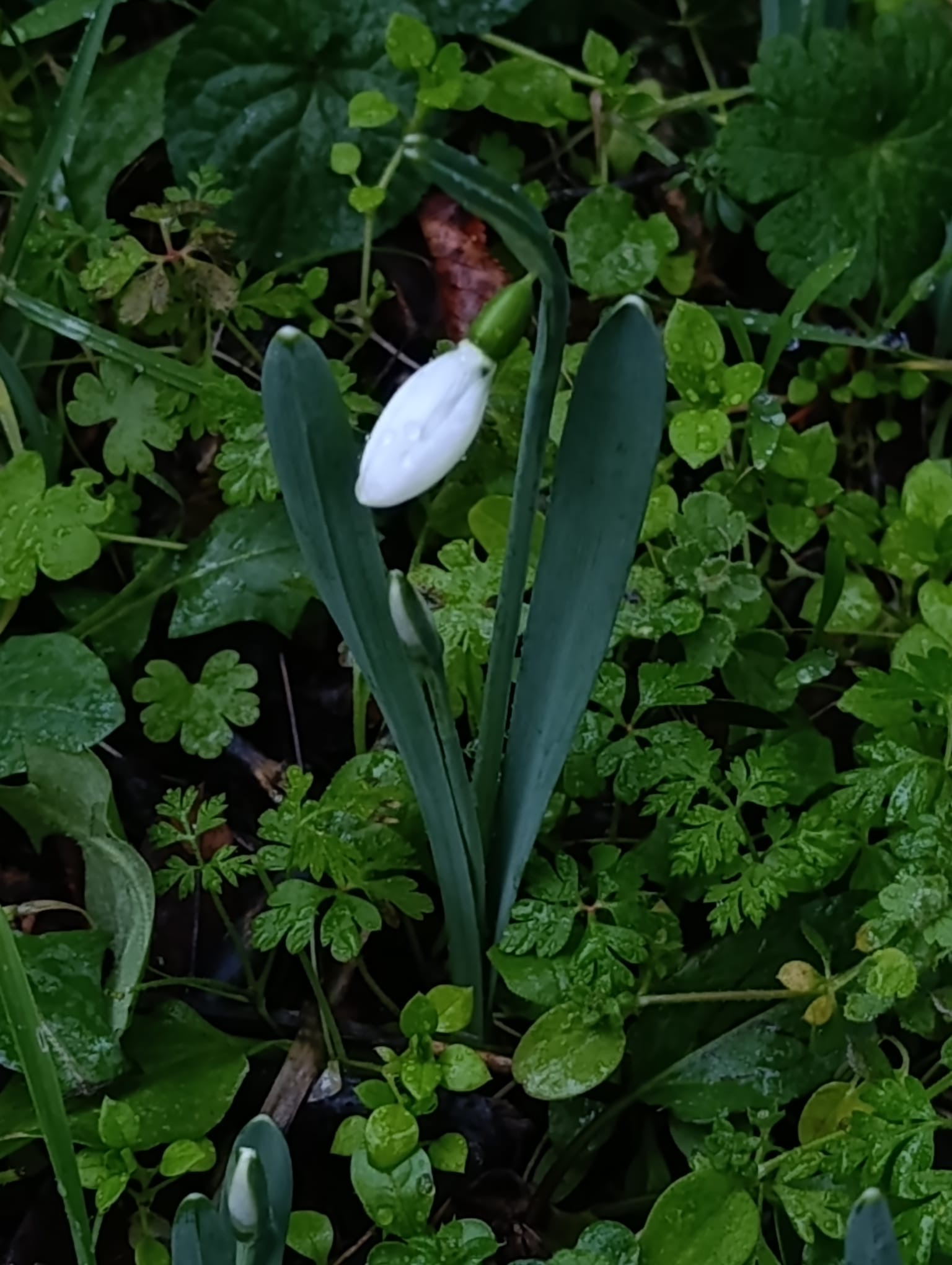 Manisa Lalesi ve Kardeleni Koparmanın Cezası Dudak Uçuklatıyor