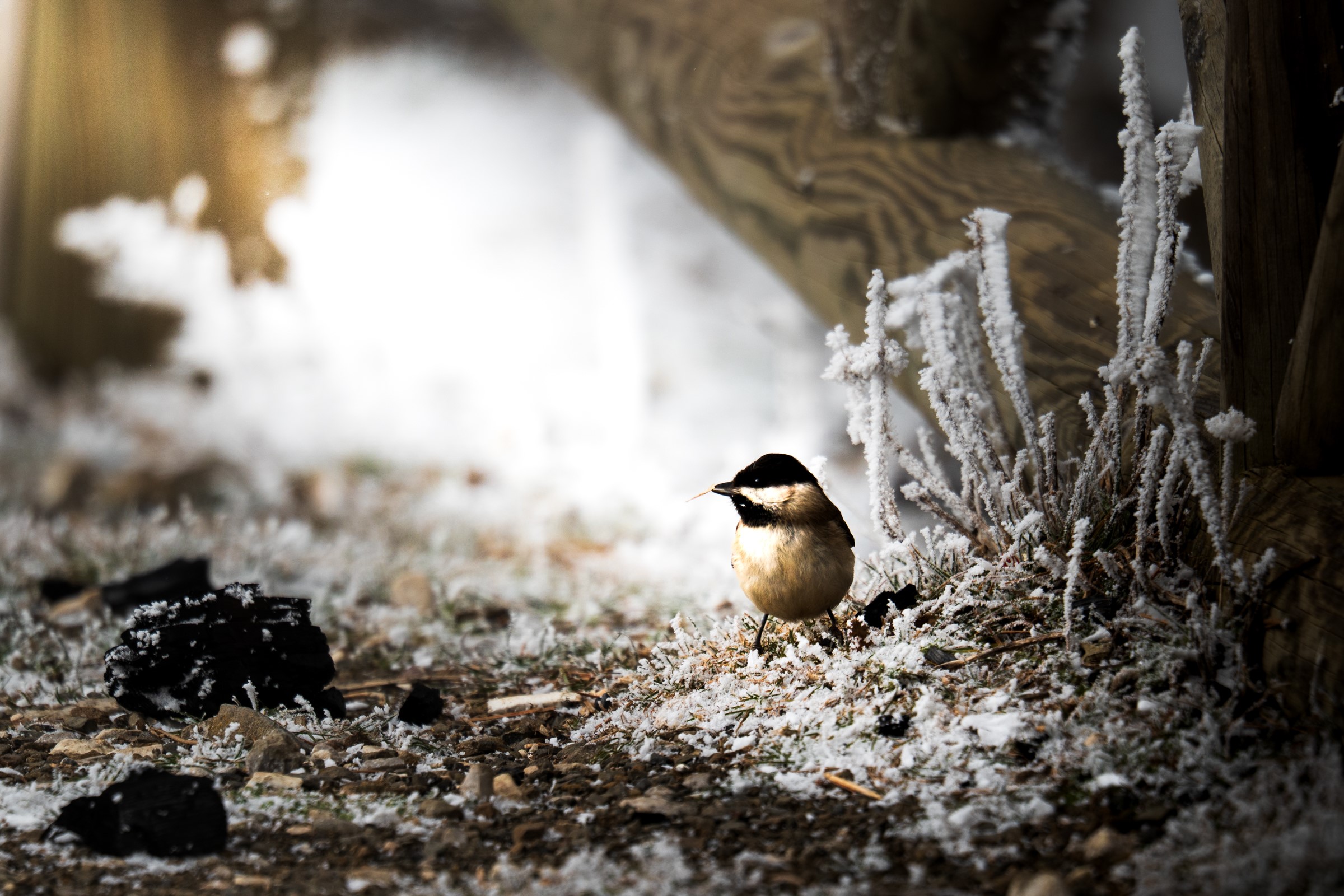 Spil Dağı Kar Yağmadan Buz Kesti: Milli Park Beyaza Büründü