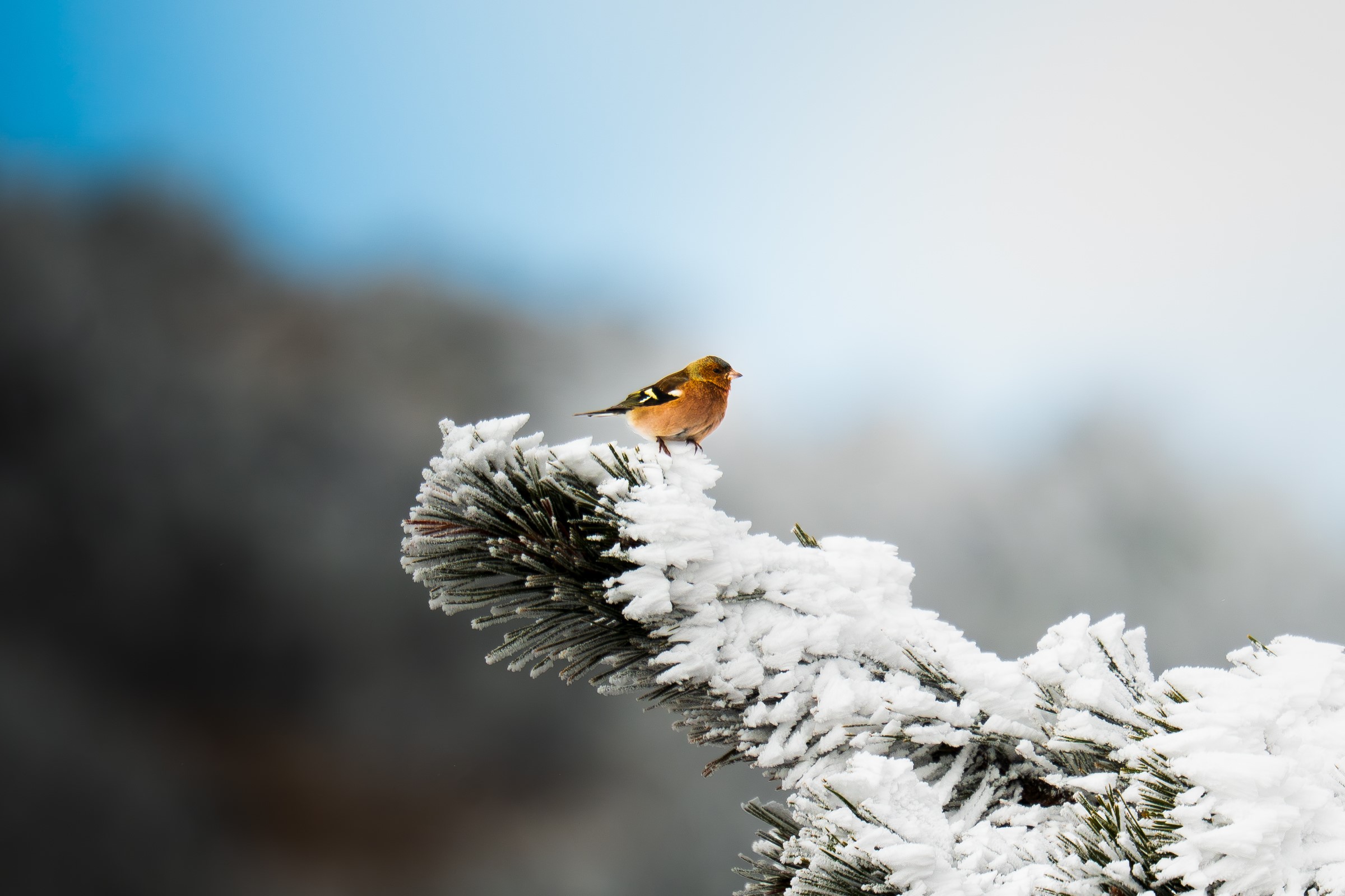 Spil Dağı Kar Yağmadan Buz Kesti: Milli Park Beyaza Büründü