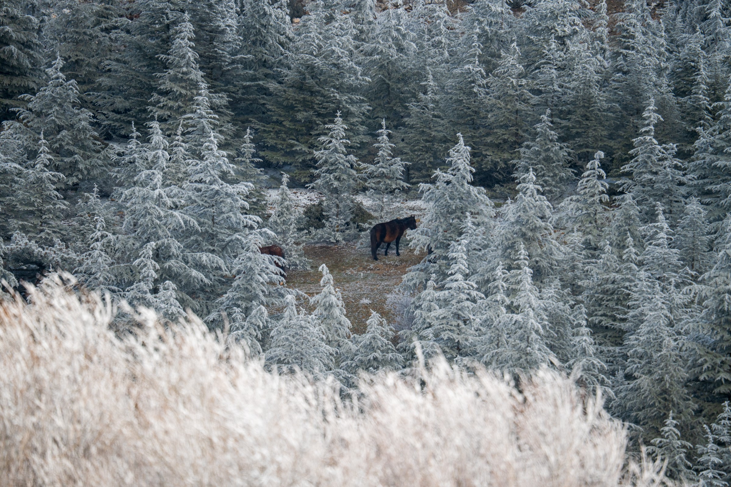 Spil Dağı Kar Yağmadan Buz Kesti: Milli Park Beyaza Büründü