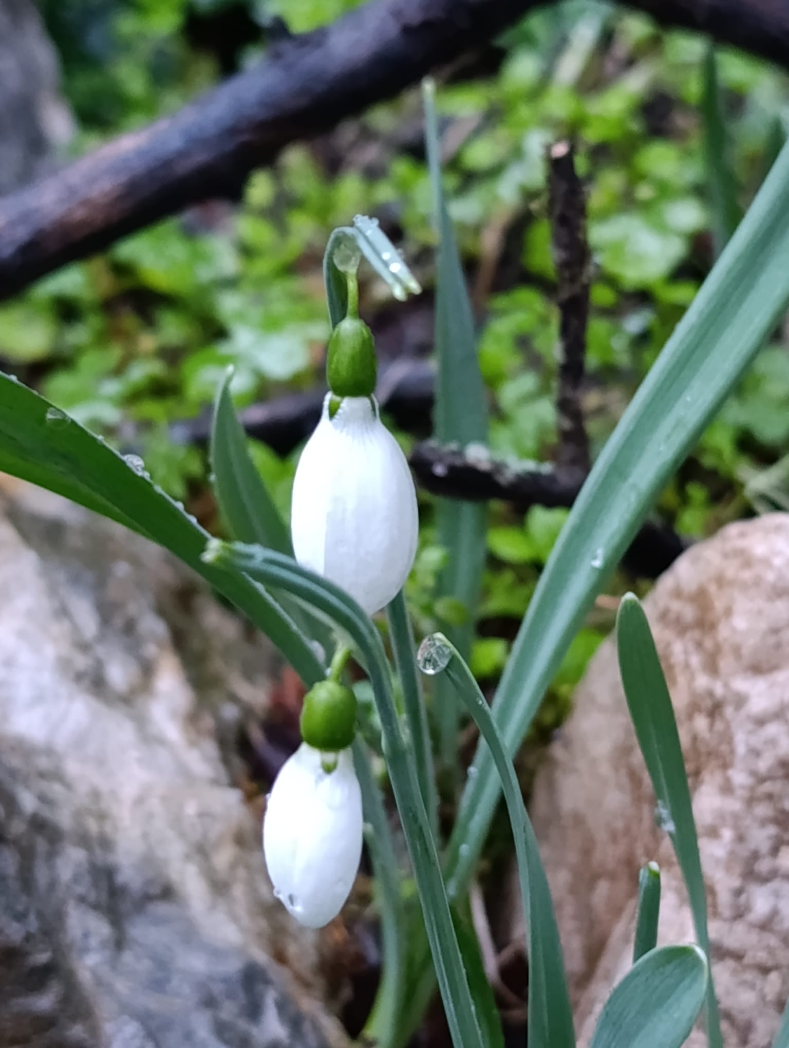Manisa Lalesi ve Kardeleni Koparmanın Cezası Dudak Uçuklatıyor