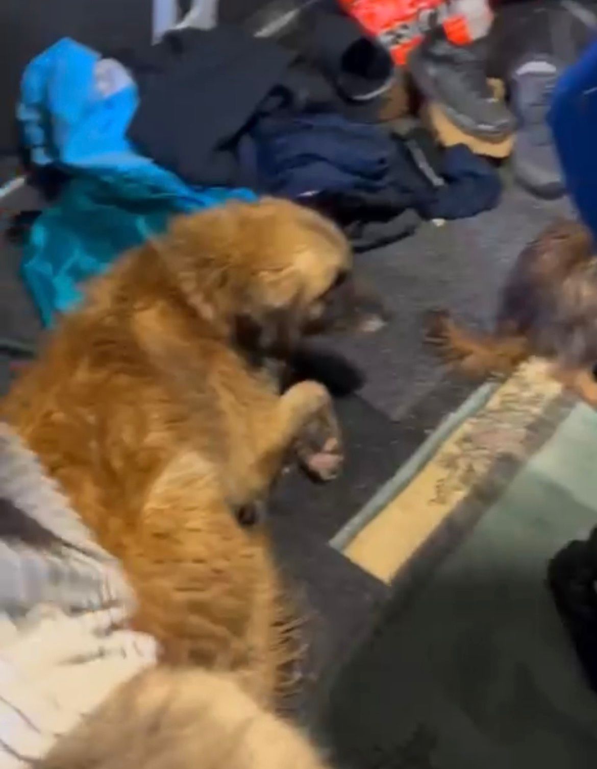 Taşkında mahsur kalan köpeklerin imdadına hayvanseverler yetişti