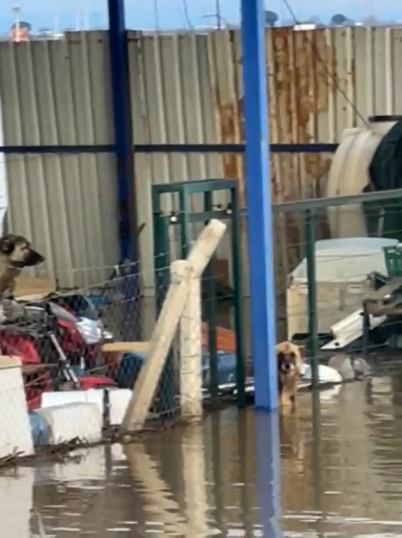 Taşkında mahsur kalan köpeklerin imdadına hayvanseverler yetişti