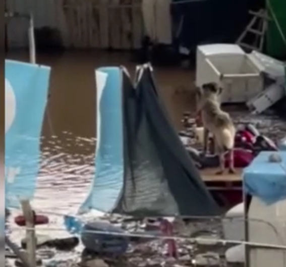 Taşkında mahsur kalan köpeklerin imdadına hayvanseverler yetişti