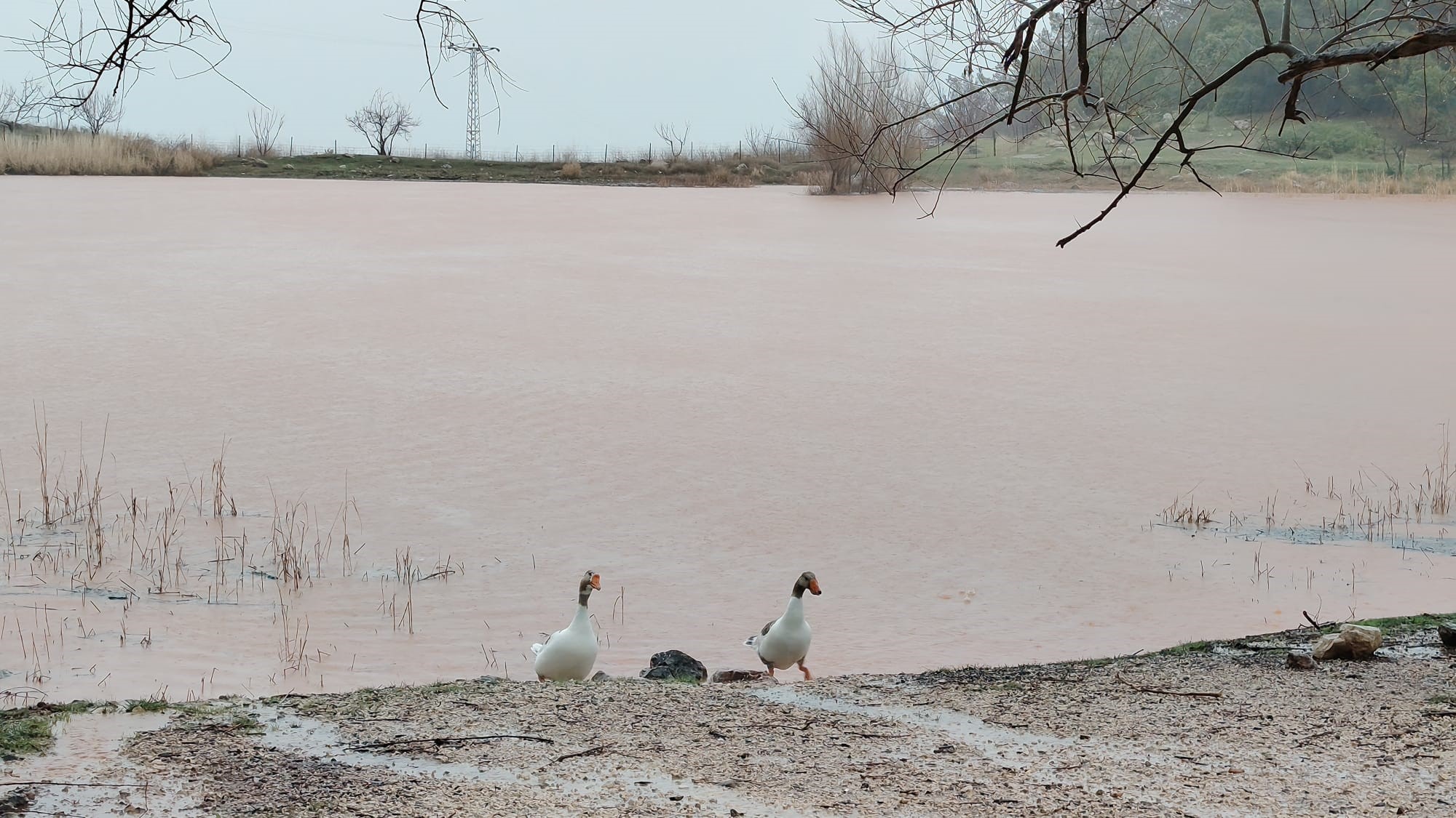 Manisa'da o göl yeniden canlandı!