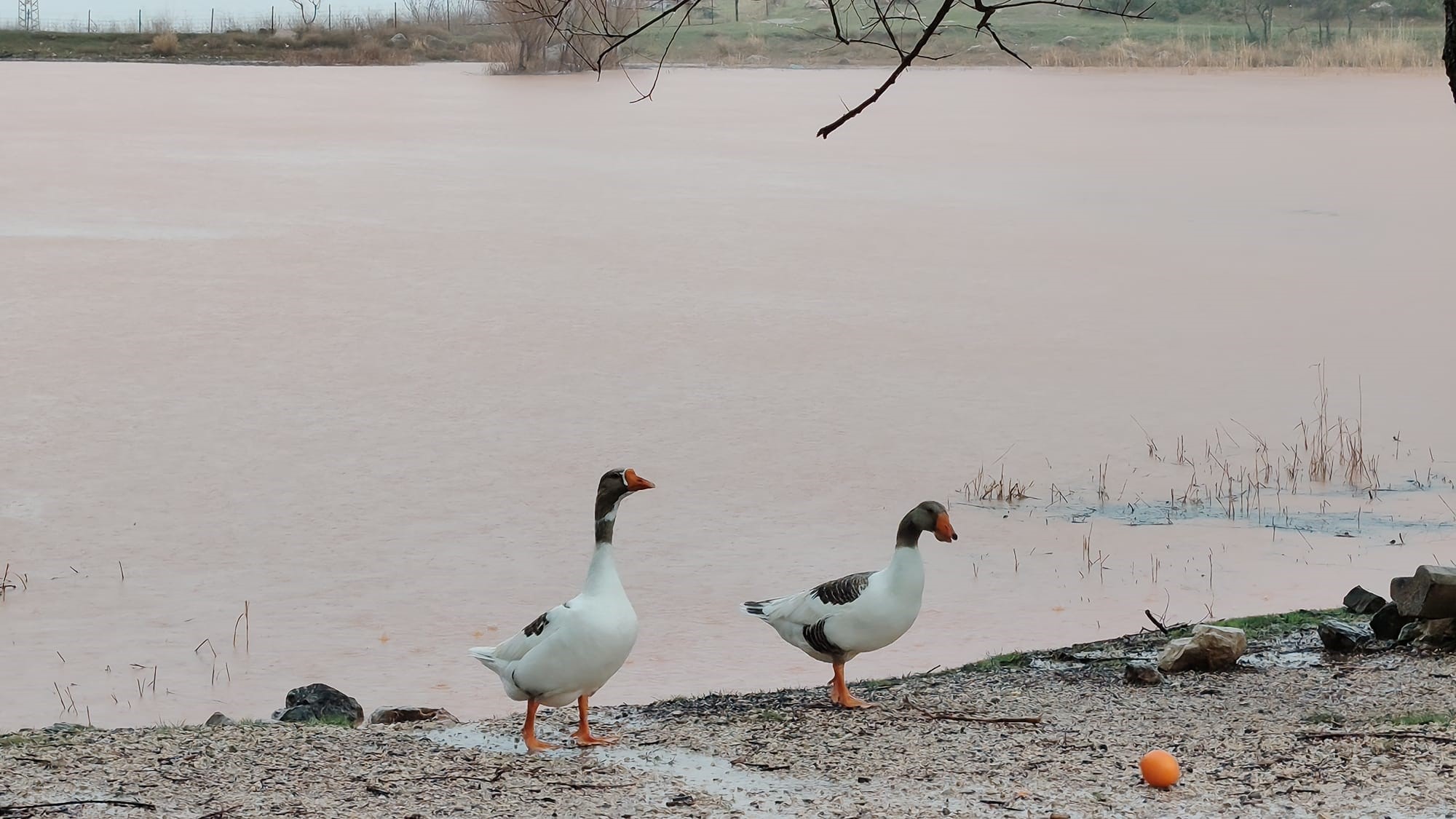 Manisa'da o göl yeniden canlandı!