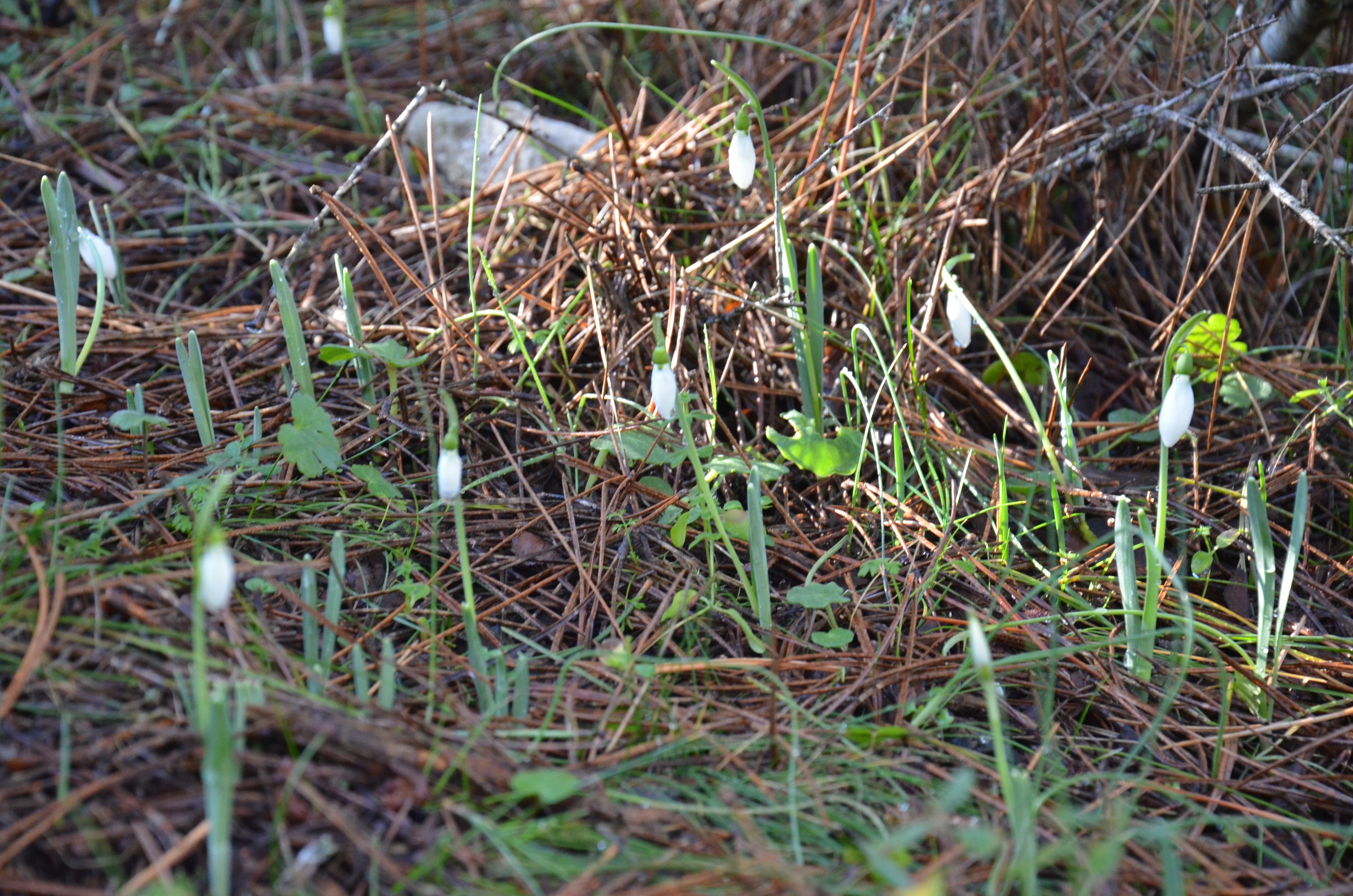 Manisa'da o çiçeği koparmanın cezası 699 bin lira!
