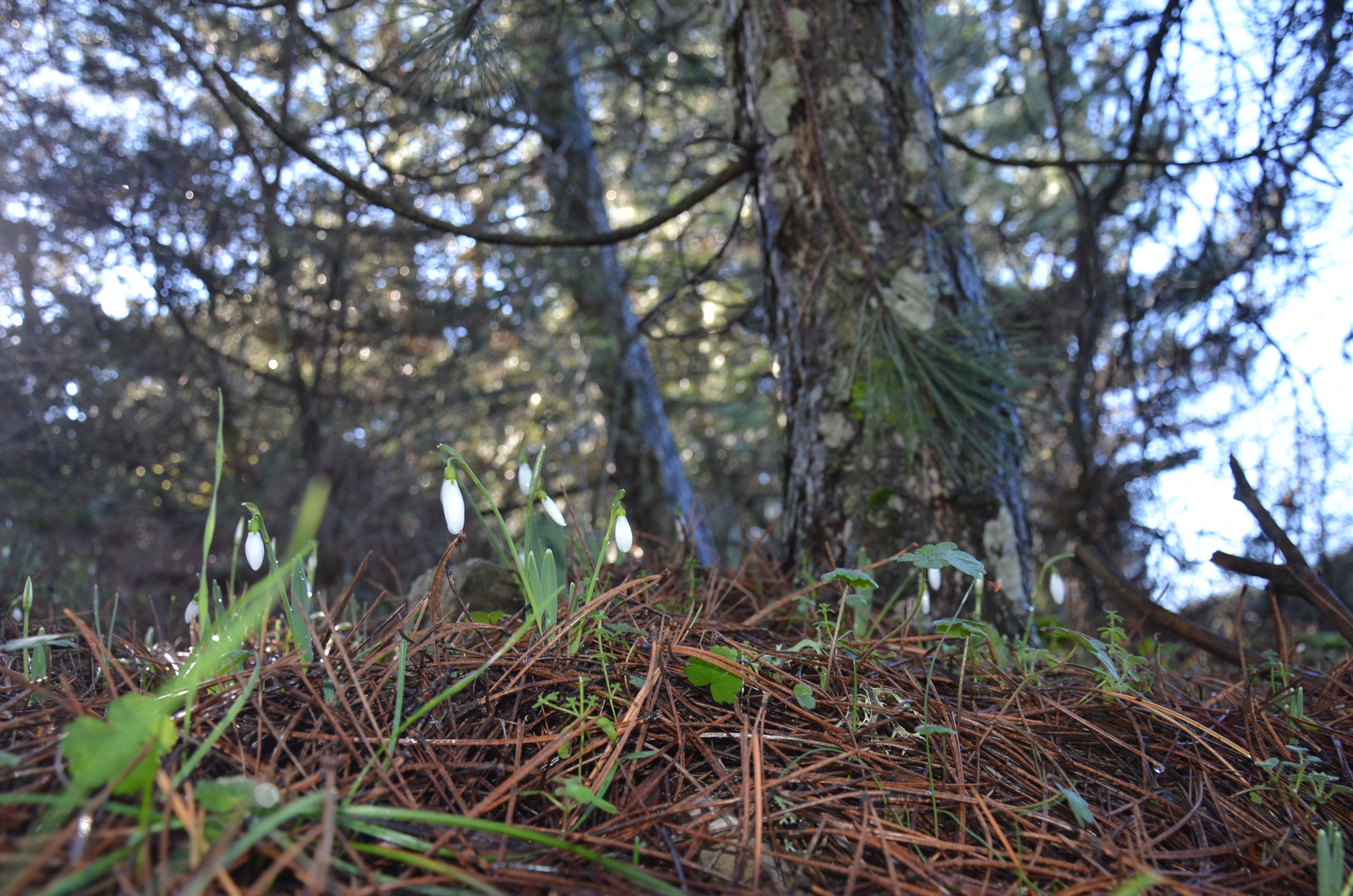 Manisa'da o çiçeği koparmanın cezası 699 bin lira!