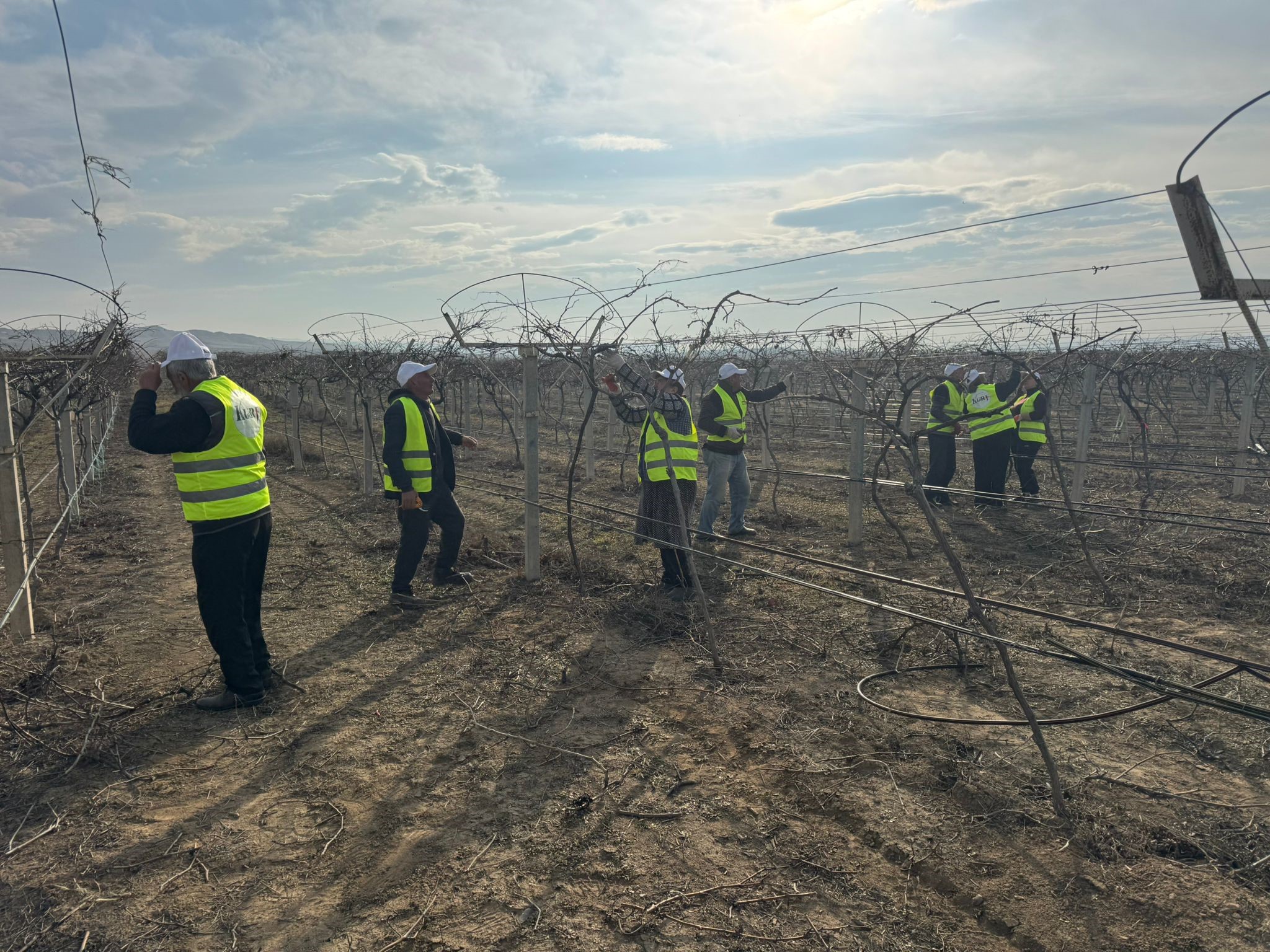 Manisalı Ziraat Mühendisi Azerbaycan’da Üzüm Bağlarında Eğitim Verdi